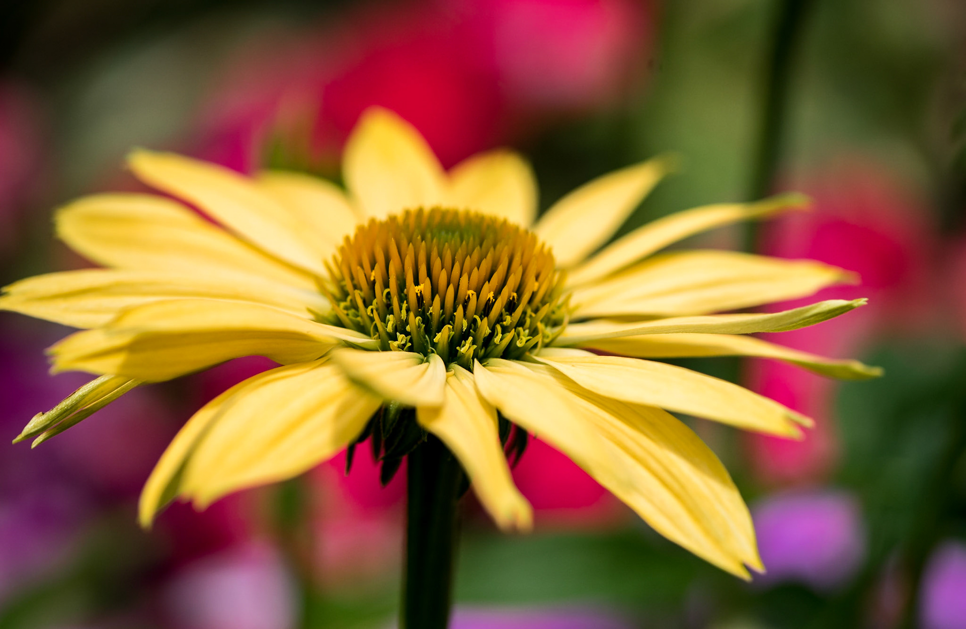 Yellow Echinacea