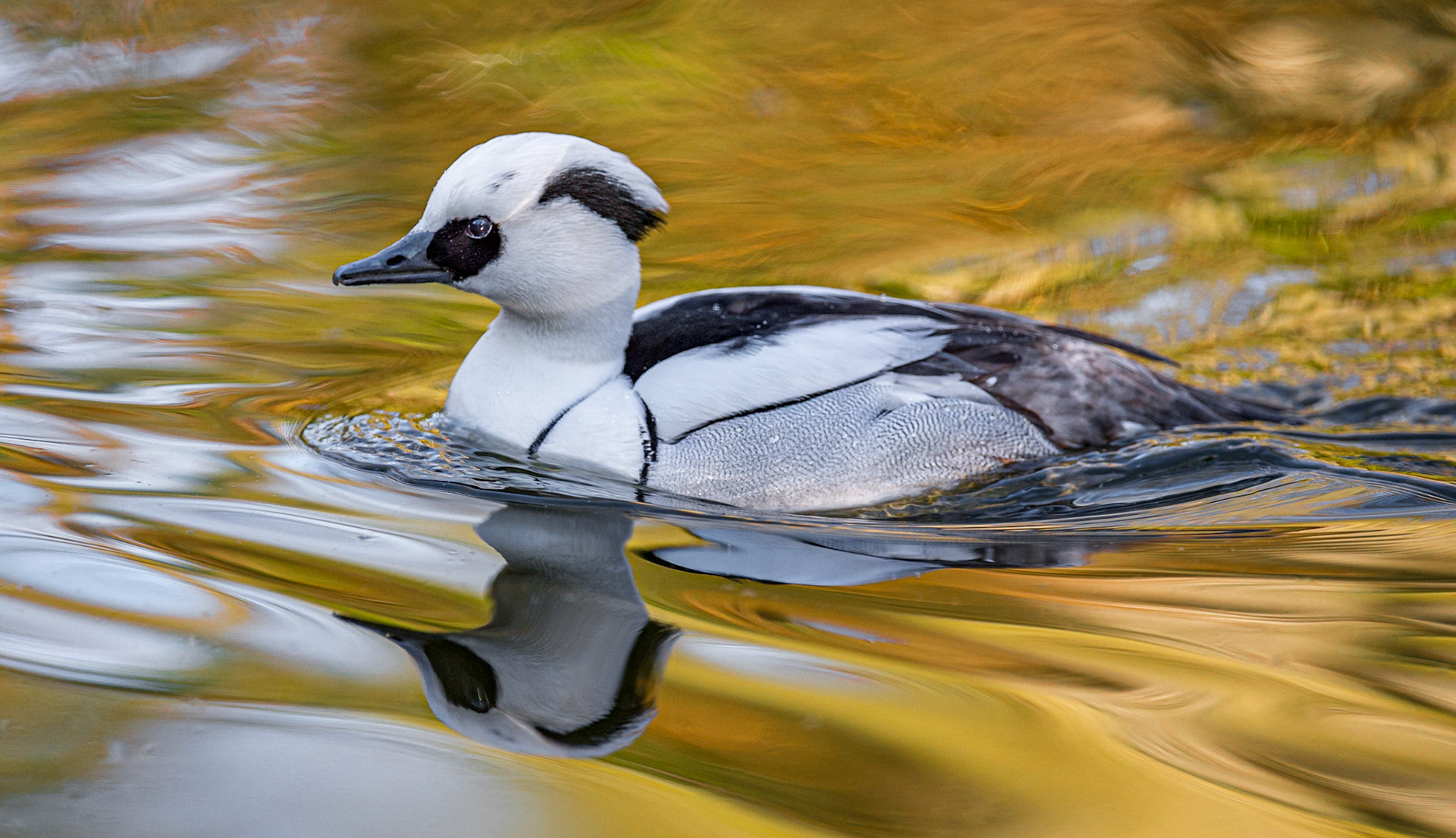 Harle Piette (Smeal)