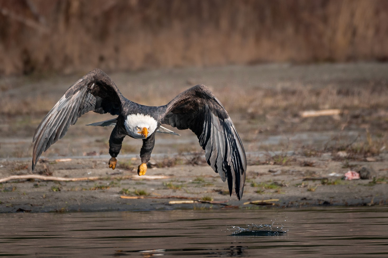 Taken from a jet boat along the Skagit River, Washington State.  Skagit River tours, great company for photo tours.