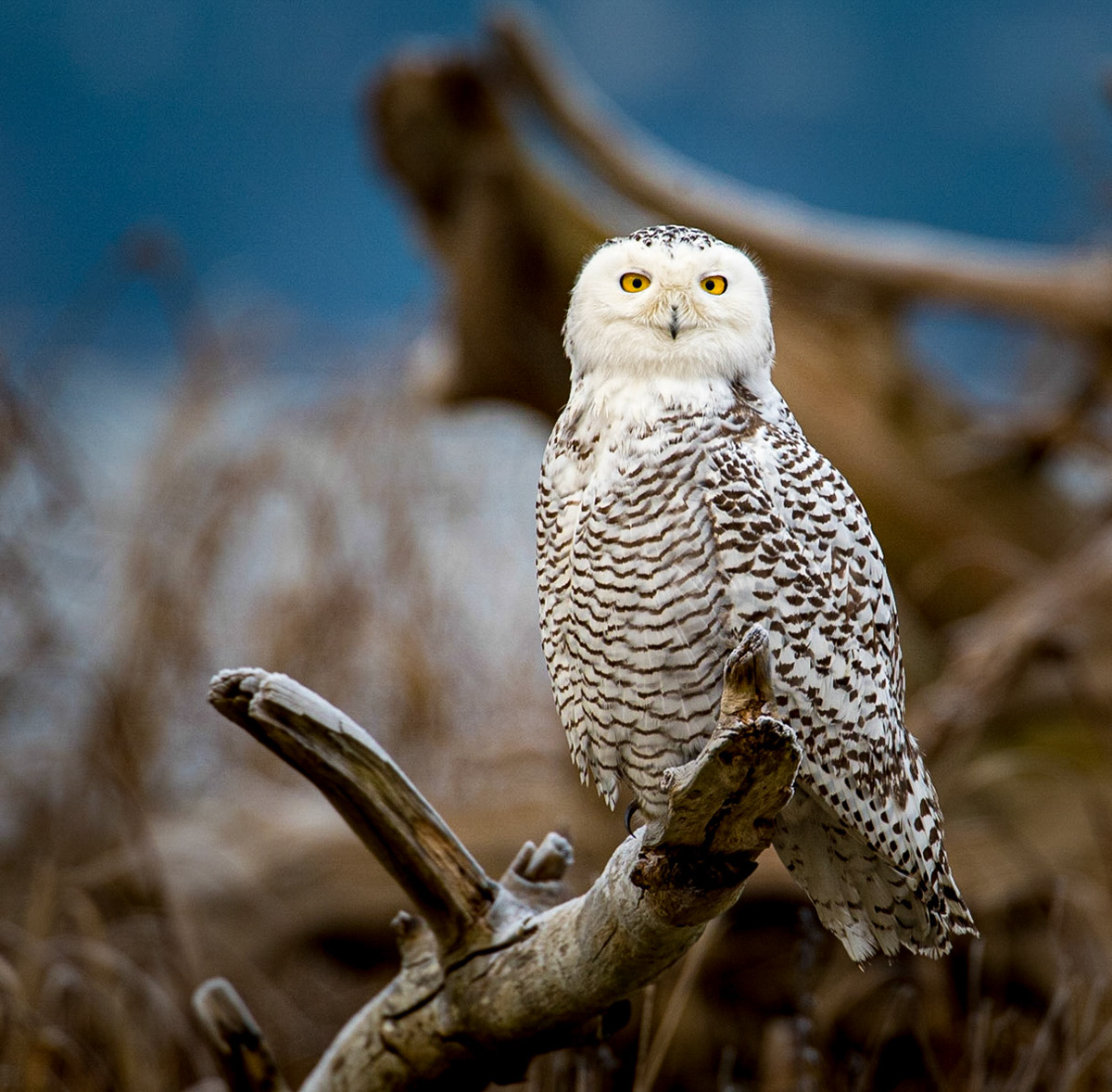 Rare appearance along the Pacific coast near Bellingham Bay, Wa.