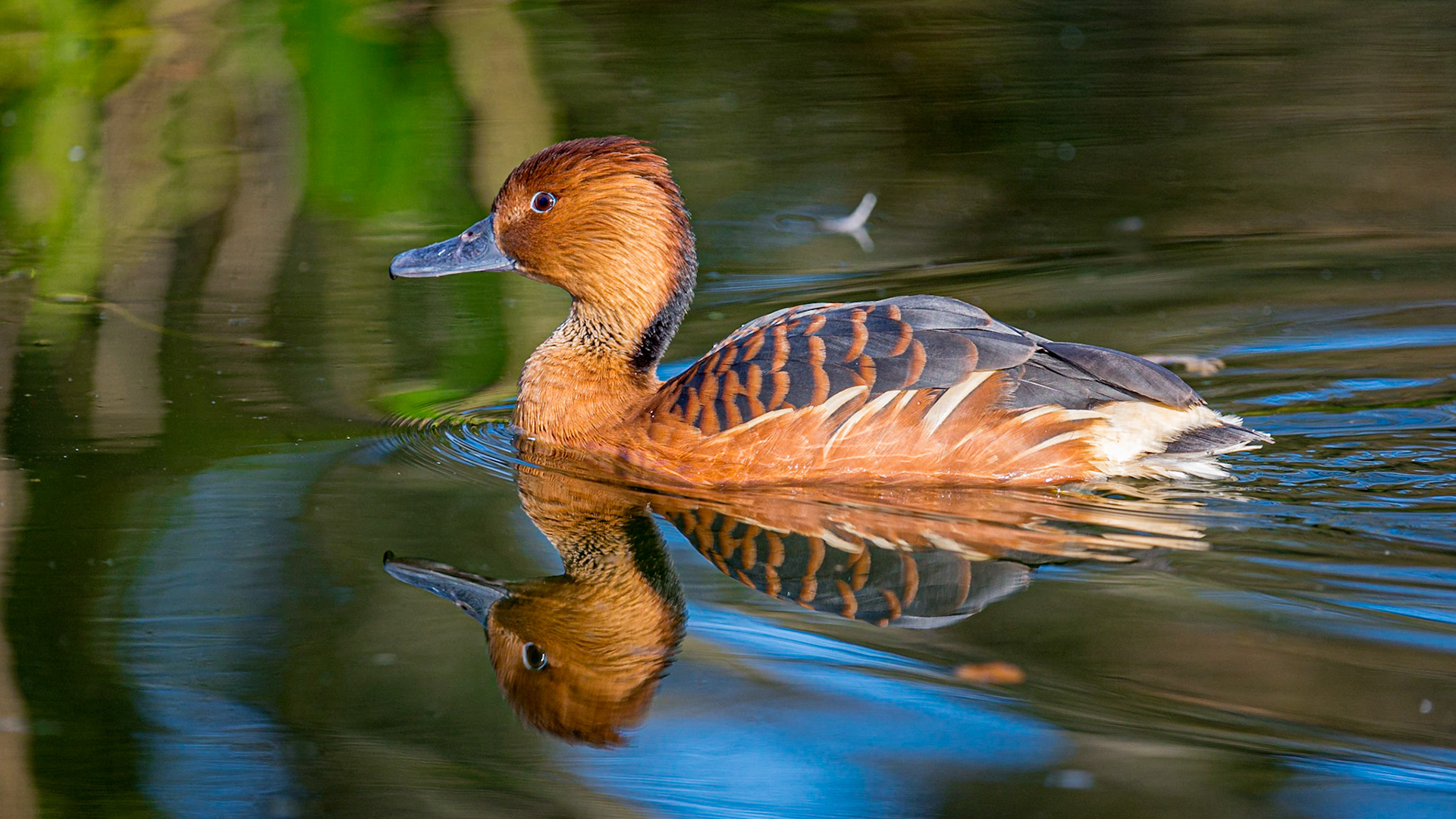 Fulvous Whistling Duck