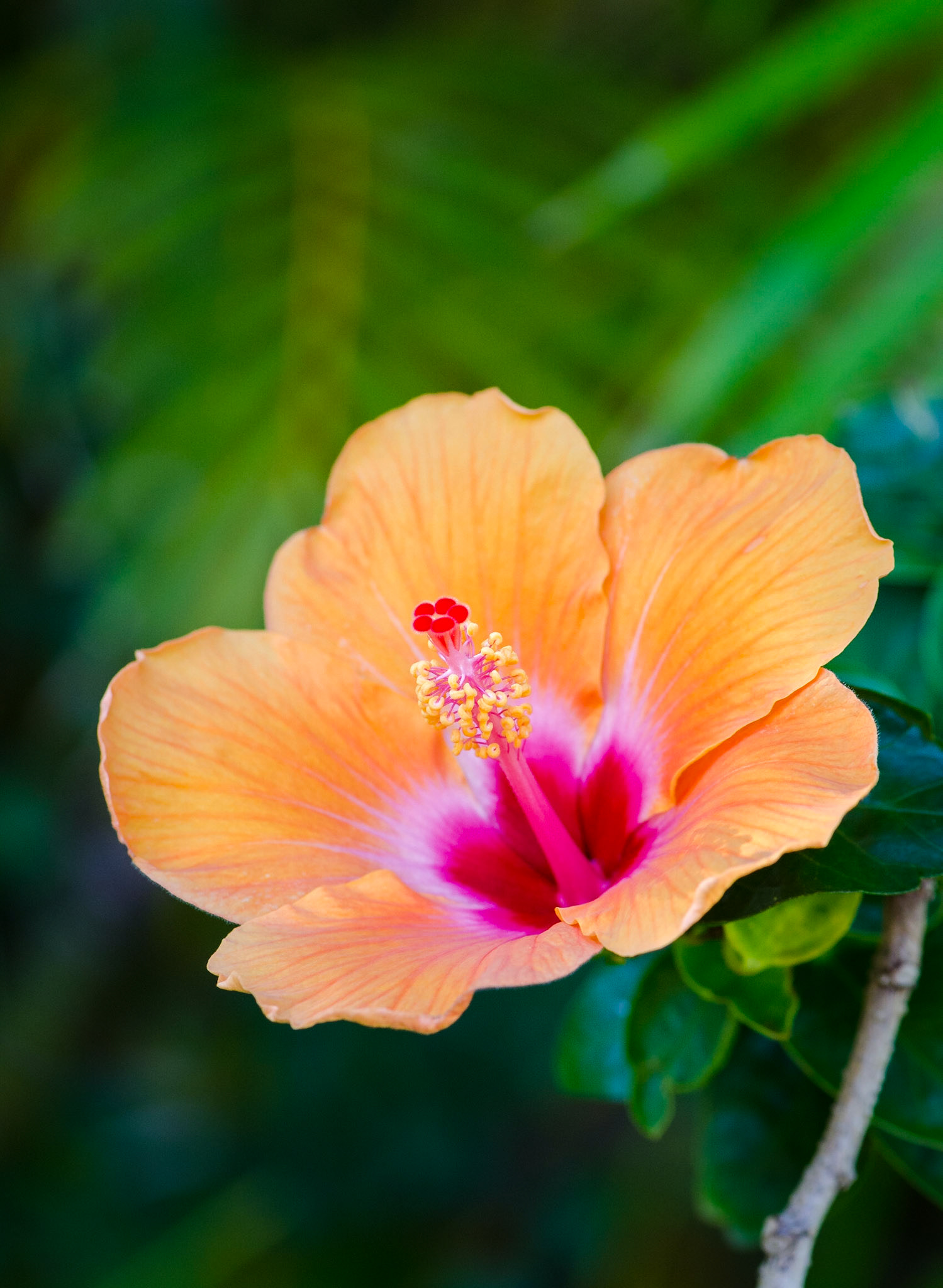 Tropical orange Hibiscus