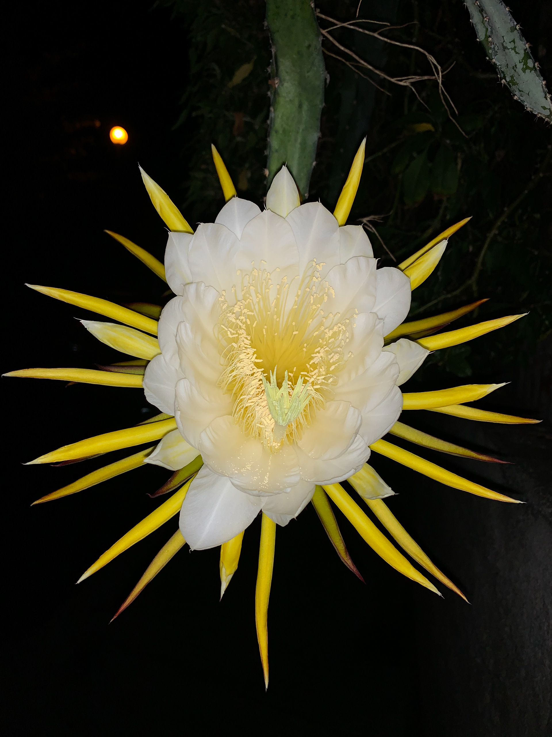 Berceau de Moïse