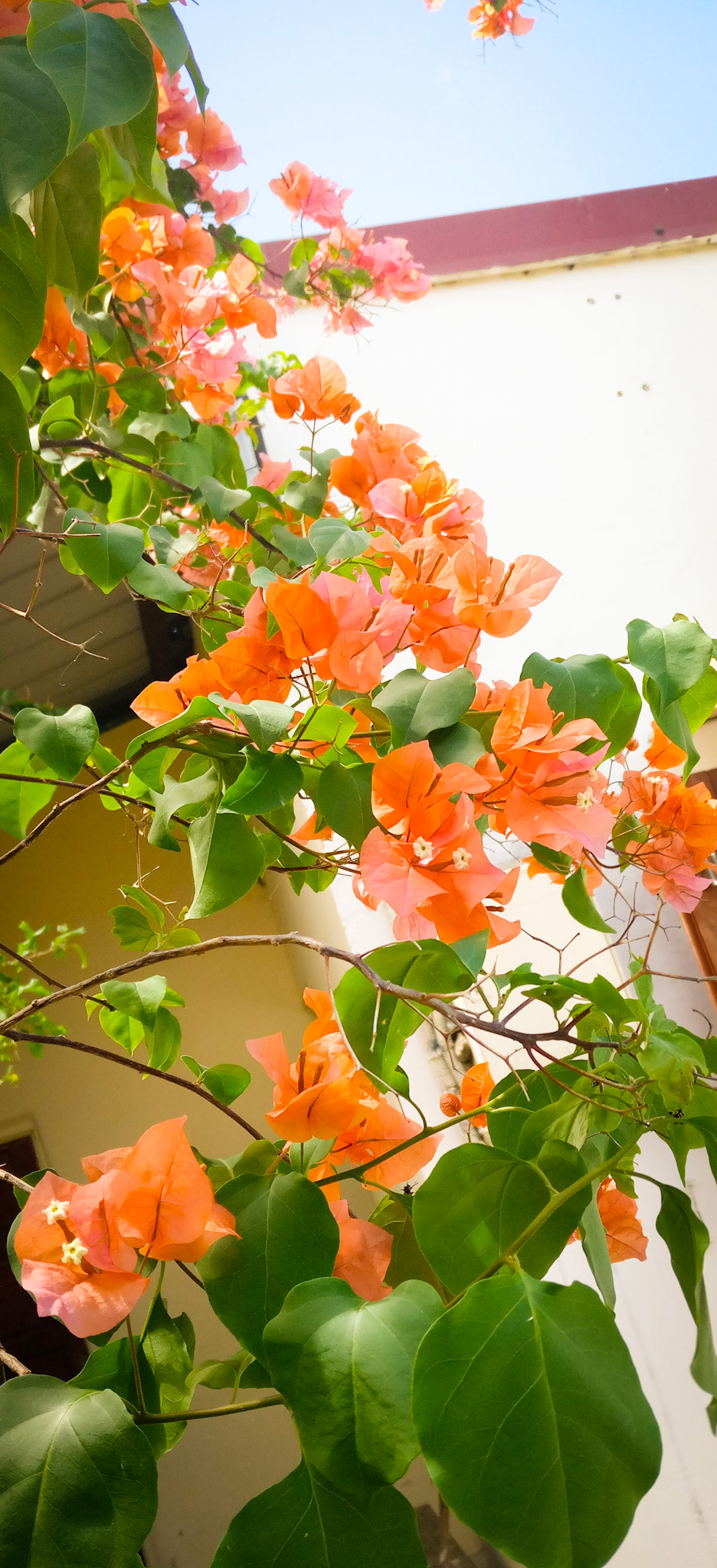 Bougainvilliers