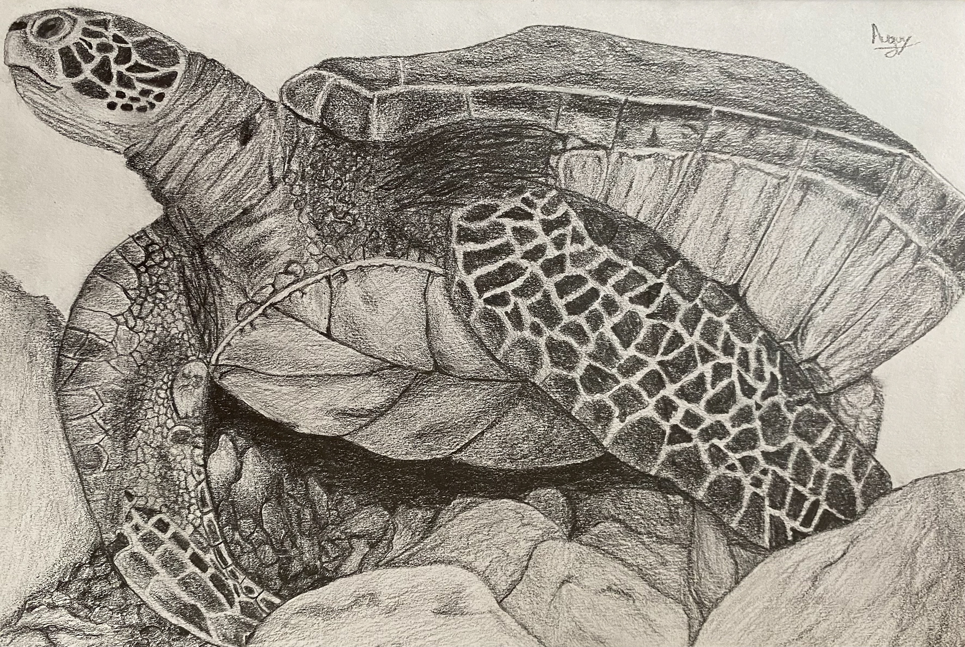 Tortue