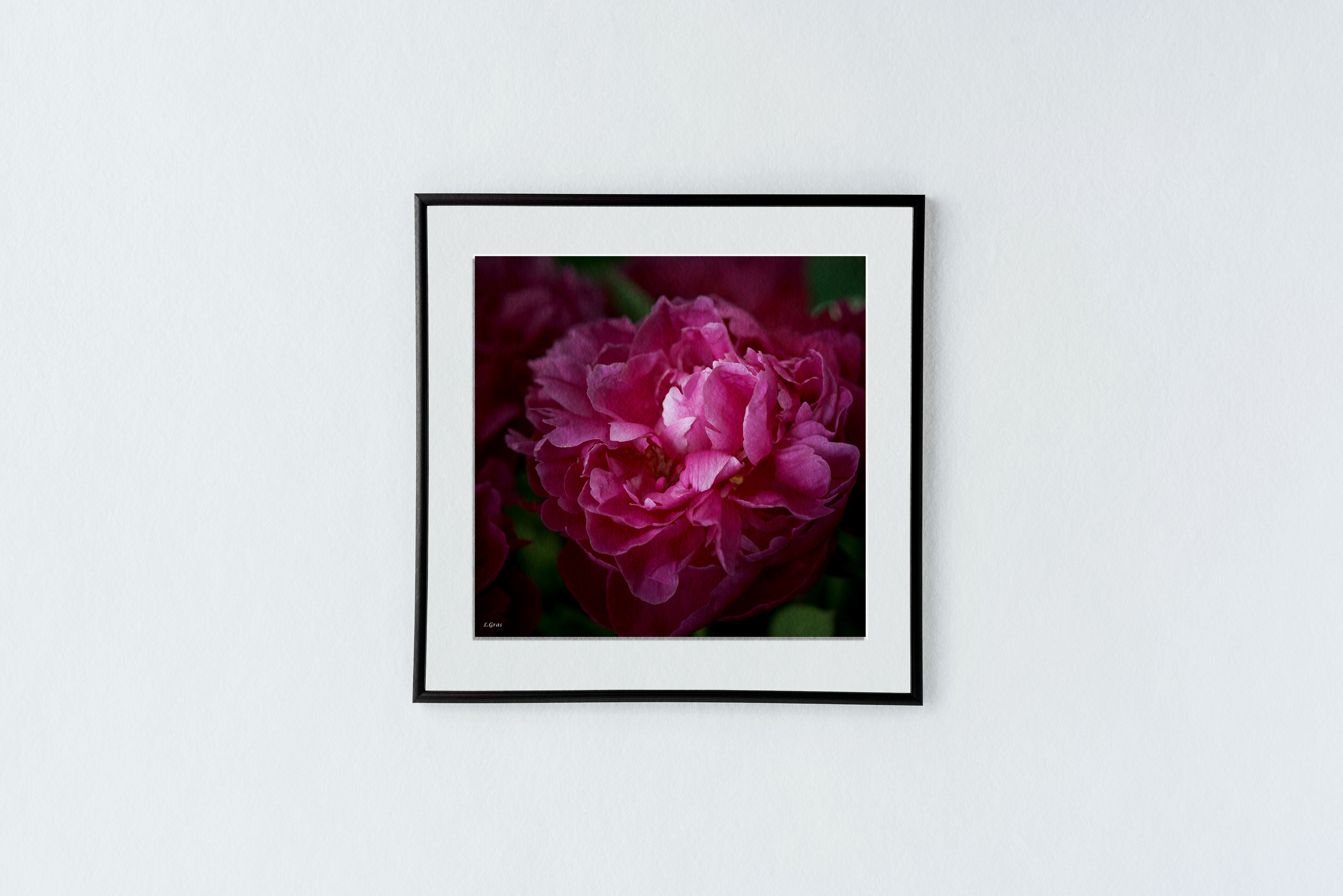 Une pivoine rose dans un jardin