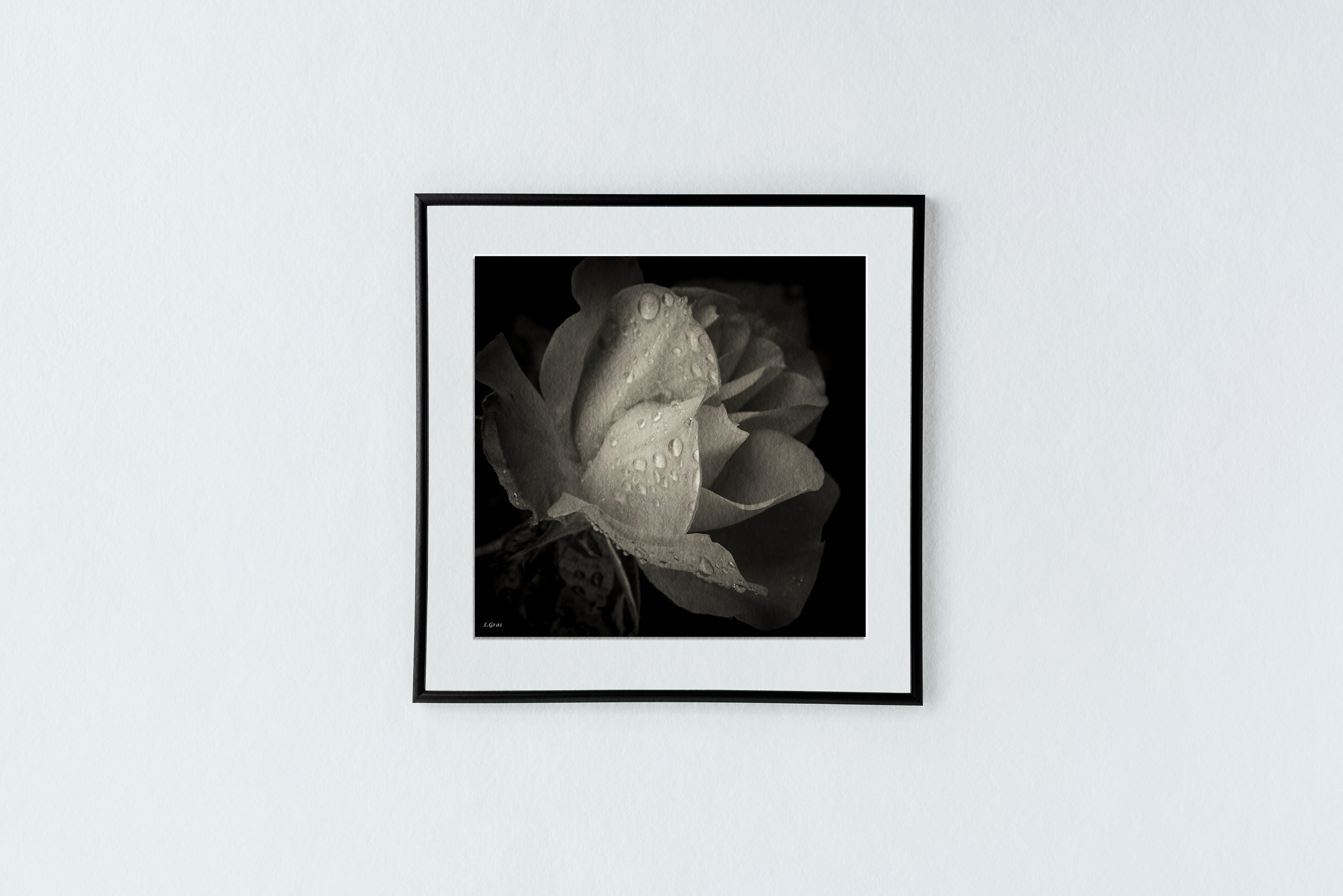 Douceur d'une rose après la pluie