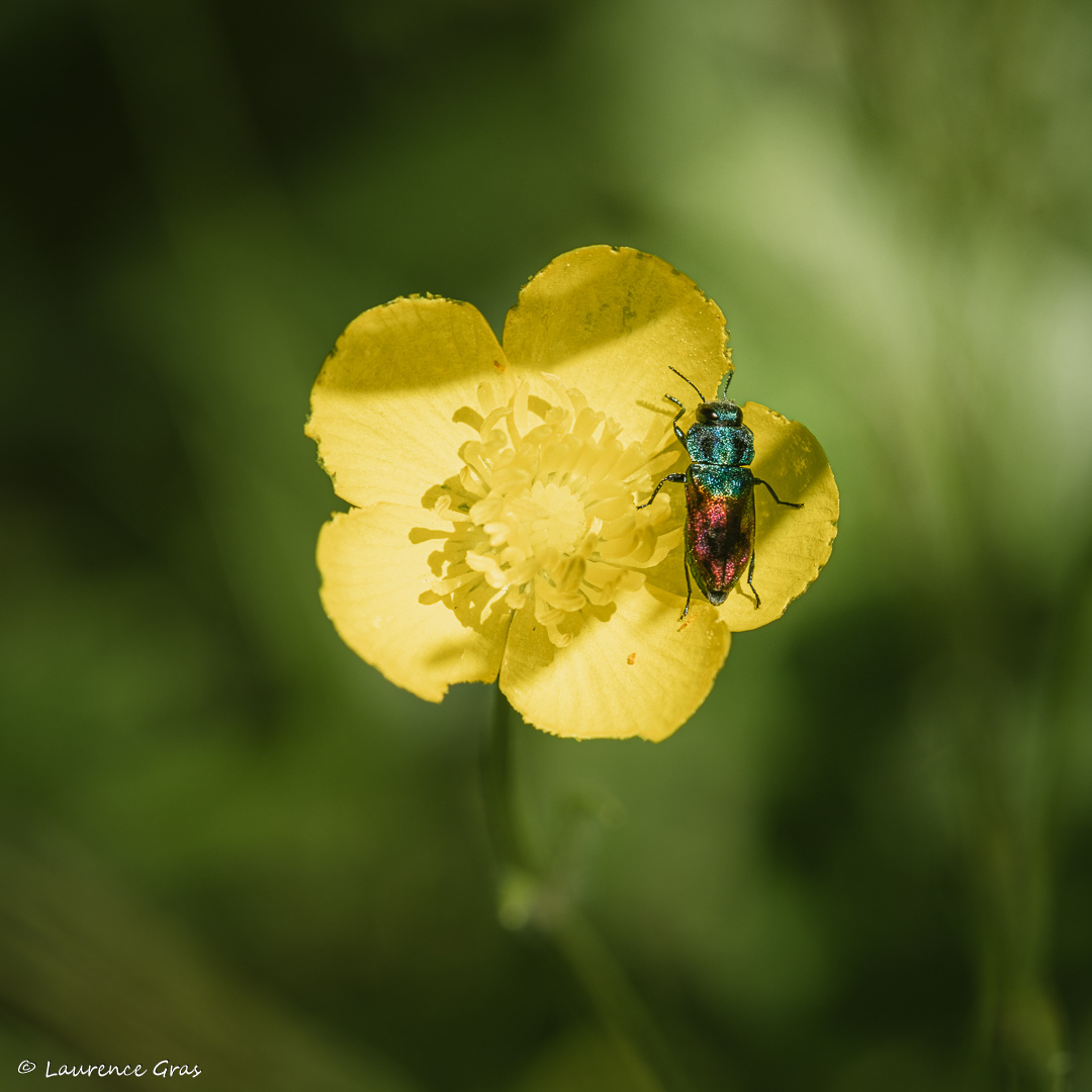 Buprestes