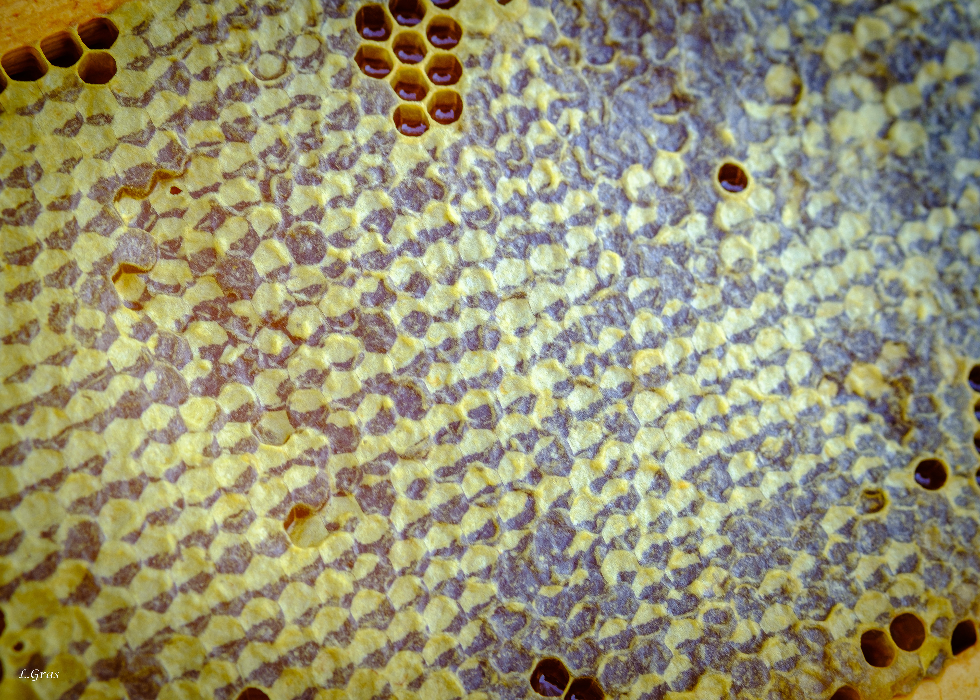 Les abeilles ont  operculé les rayons. Pour récolter le miel, il faudra retirer cette pellicule de cire placée par les abeilles. 