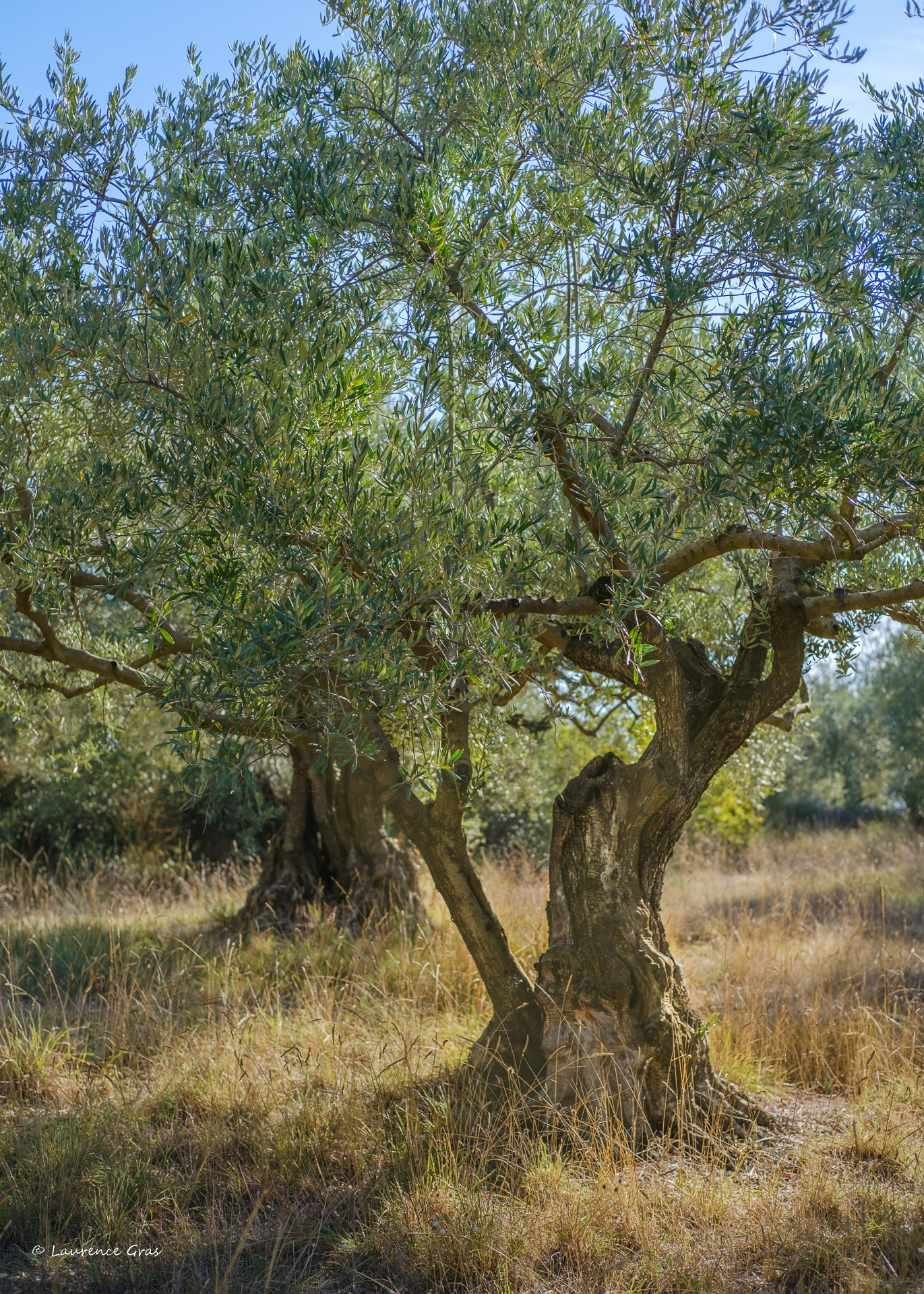 Rigaudon