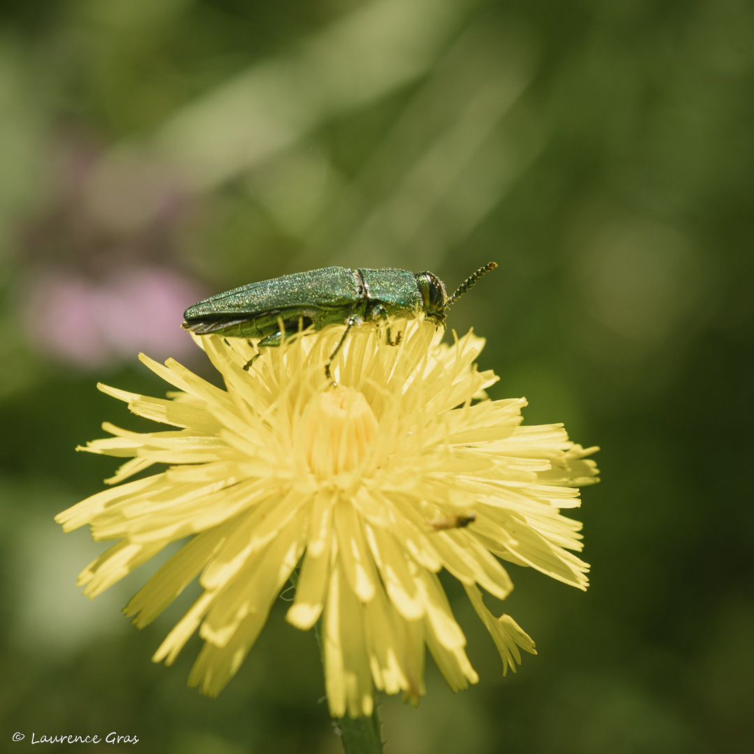Ischnomera
