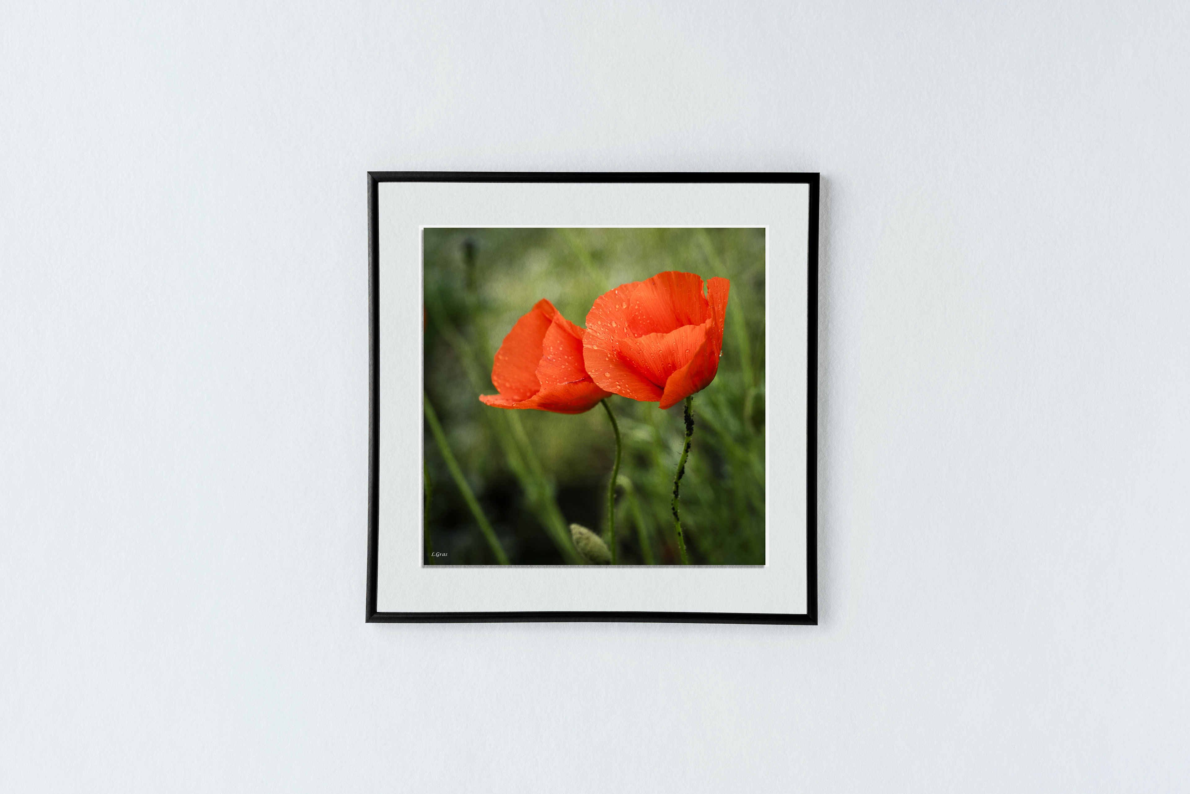 Coquelicots de Provence