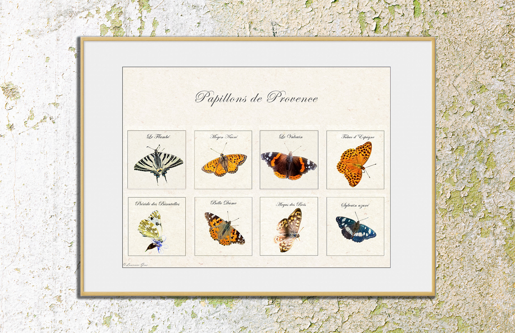 Illustration de Papillons de Provence