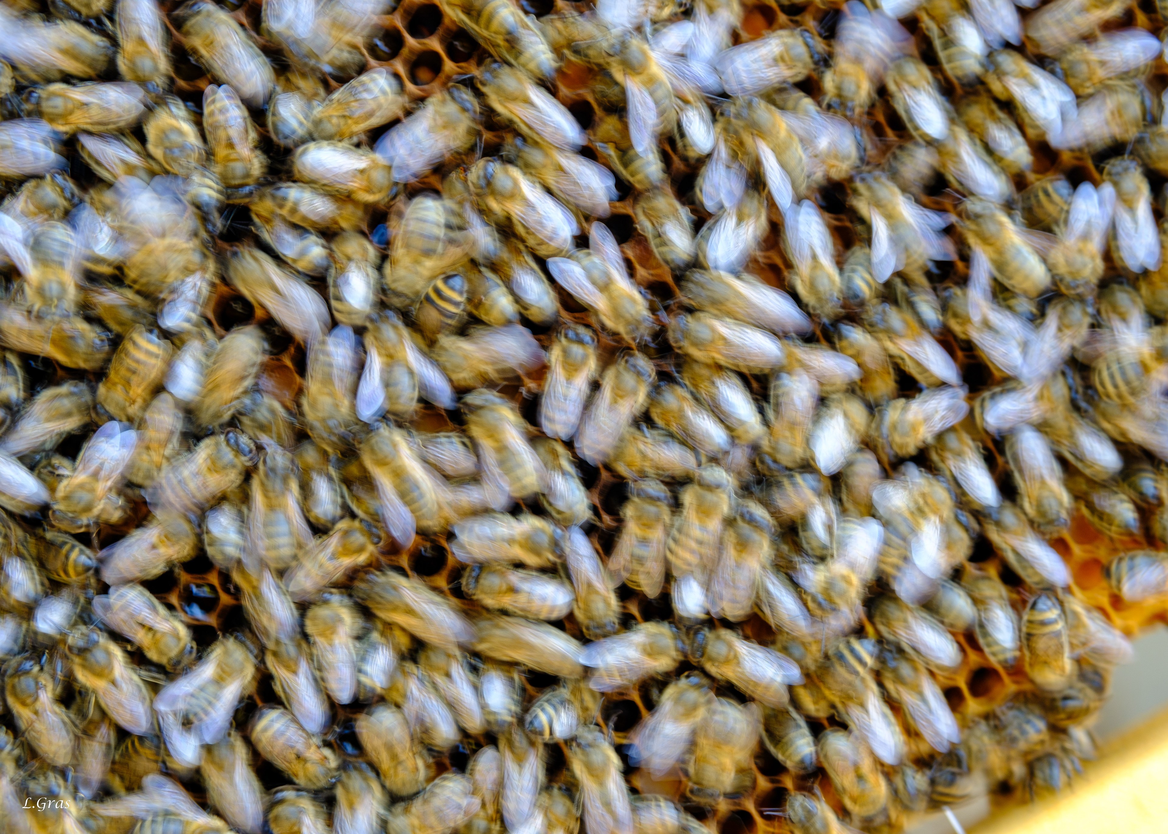 Abeilles en mouvement sur un cadre