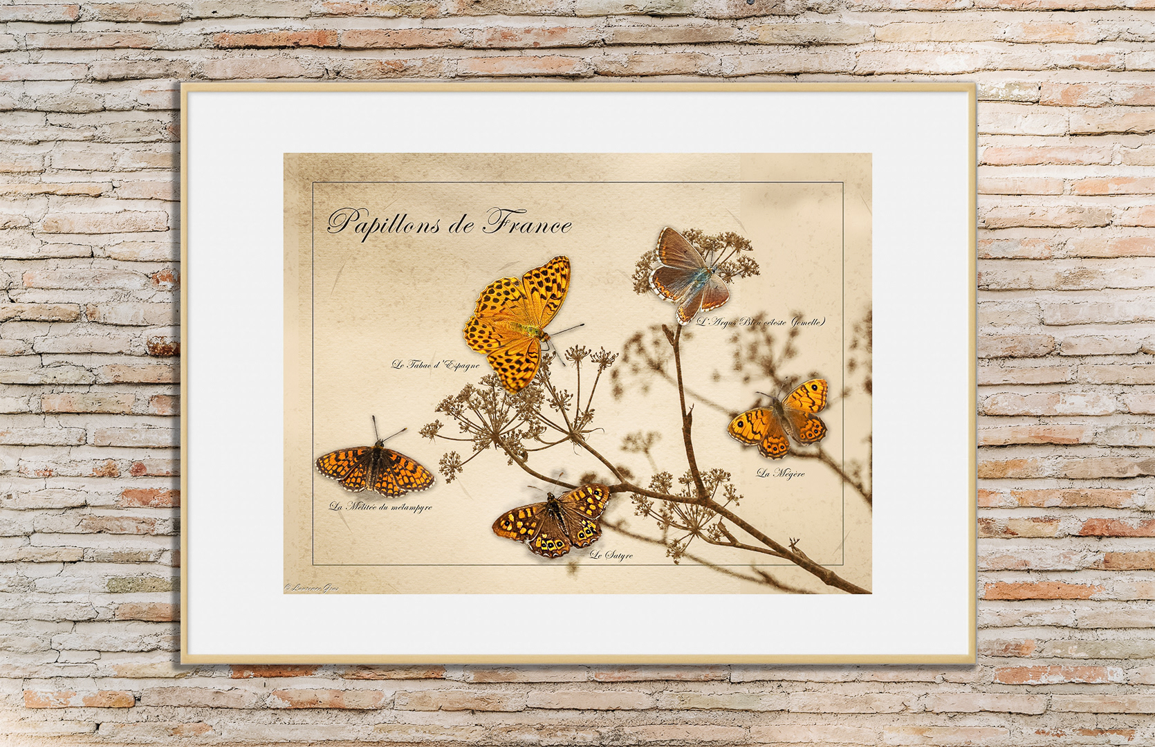 Jolis papillons de Provence