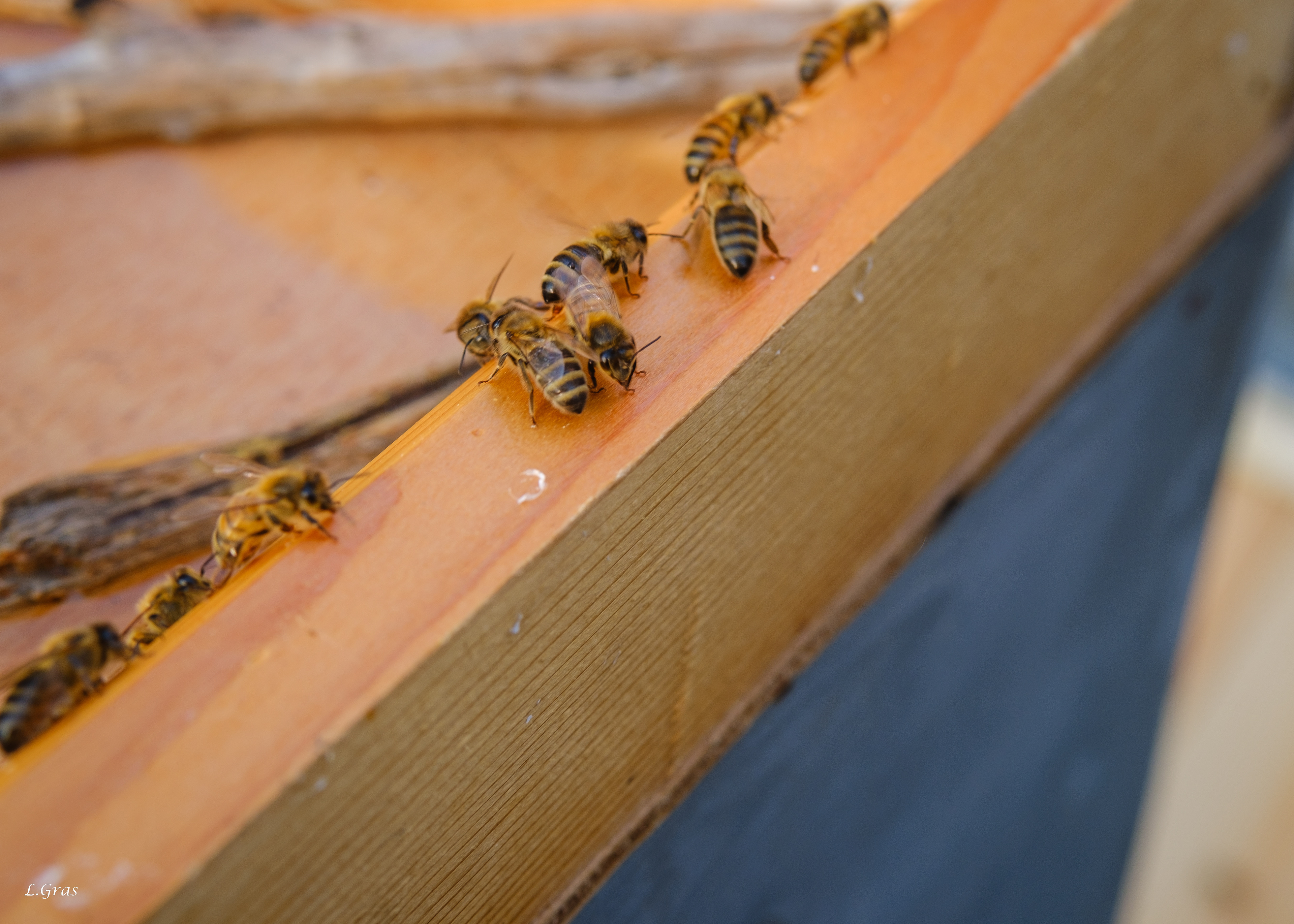 Evacuation des abeilles