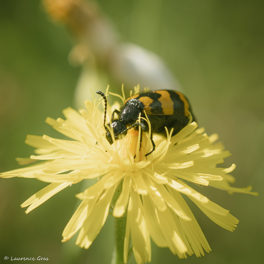 Meloidae