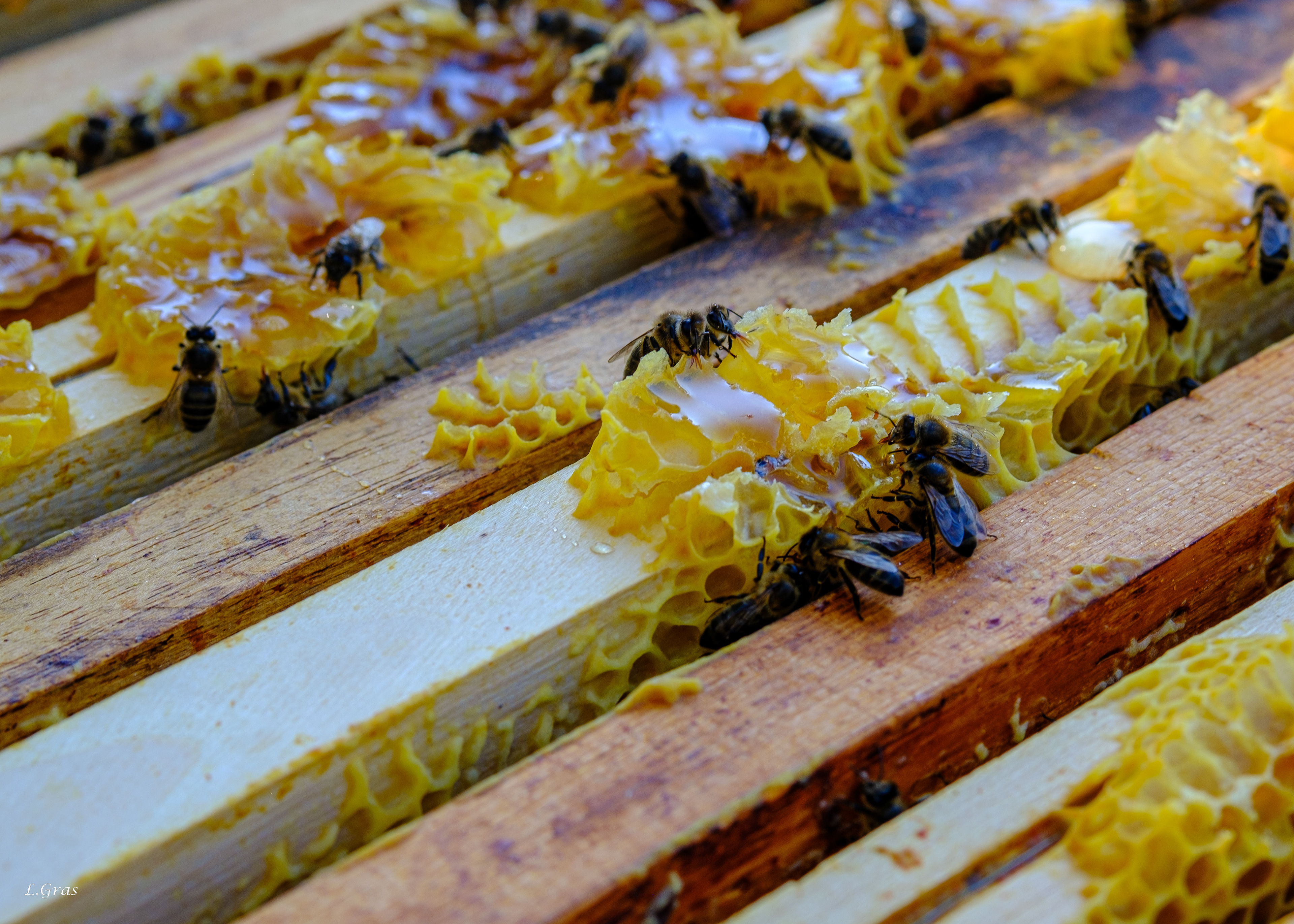 Les abeilles bâtissent leurs rayons sur les cadres