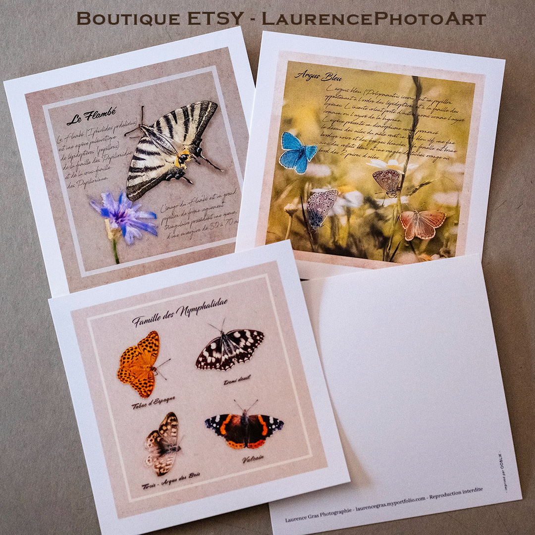 Cartes postales carrées, Papillons
