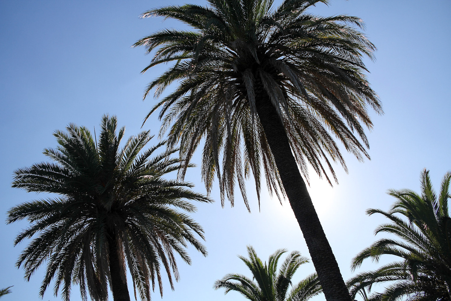 Palm Tree Park