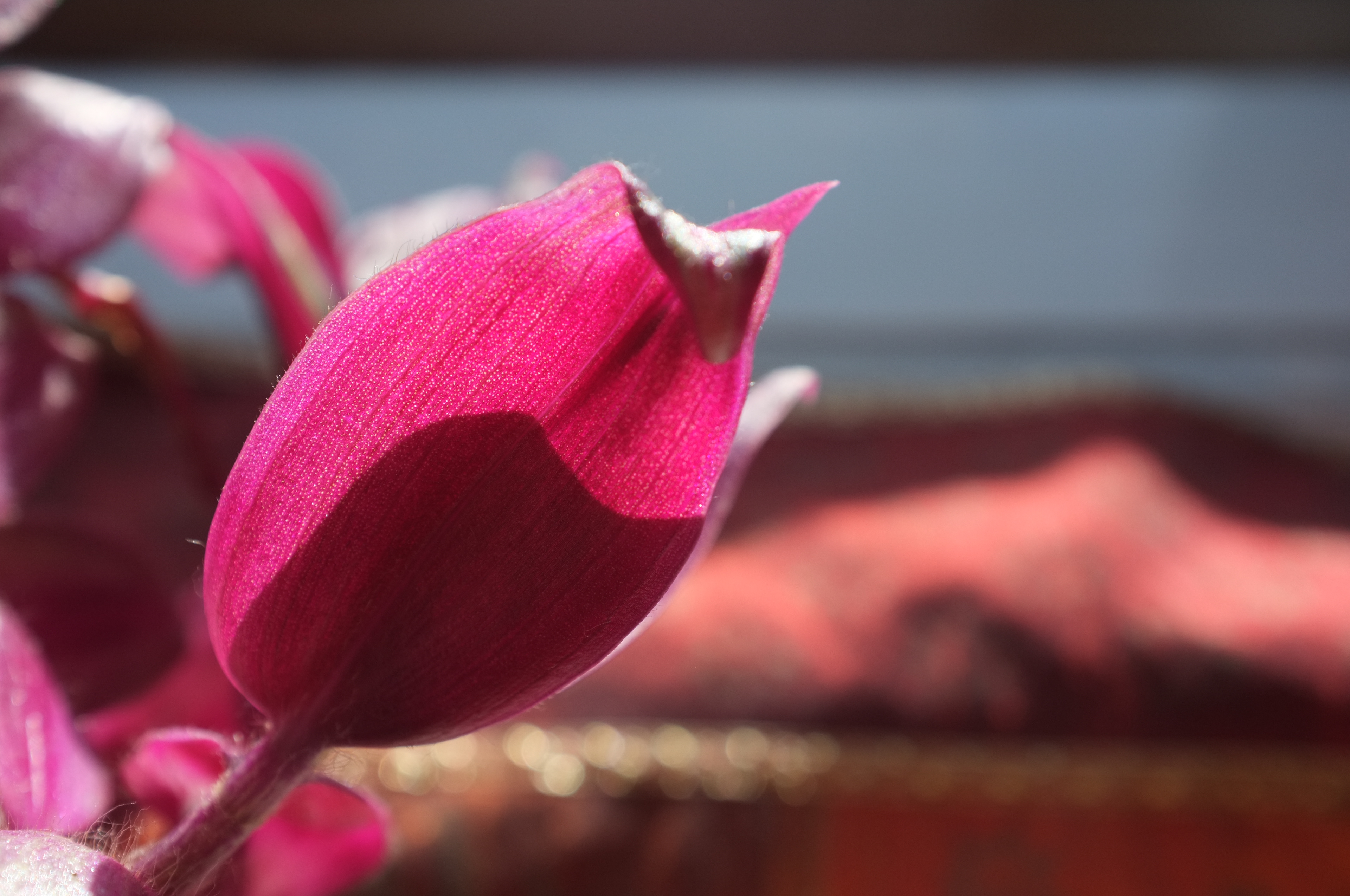 house plant leaf under my attic window