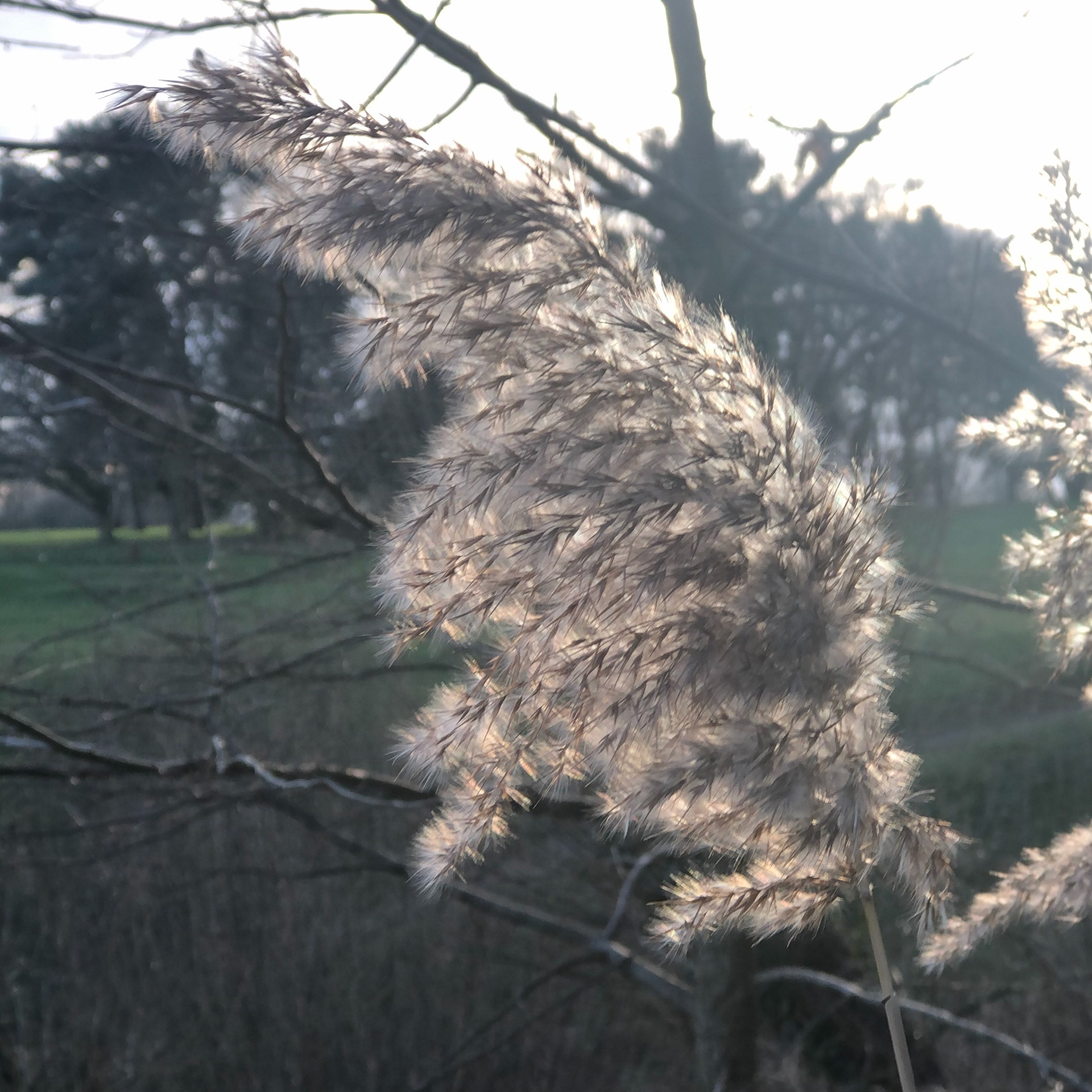 ravenna grass blowing in the wind
