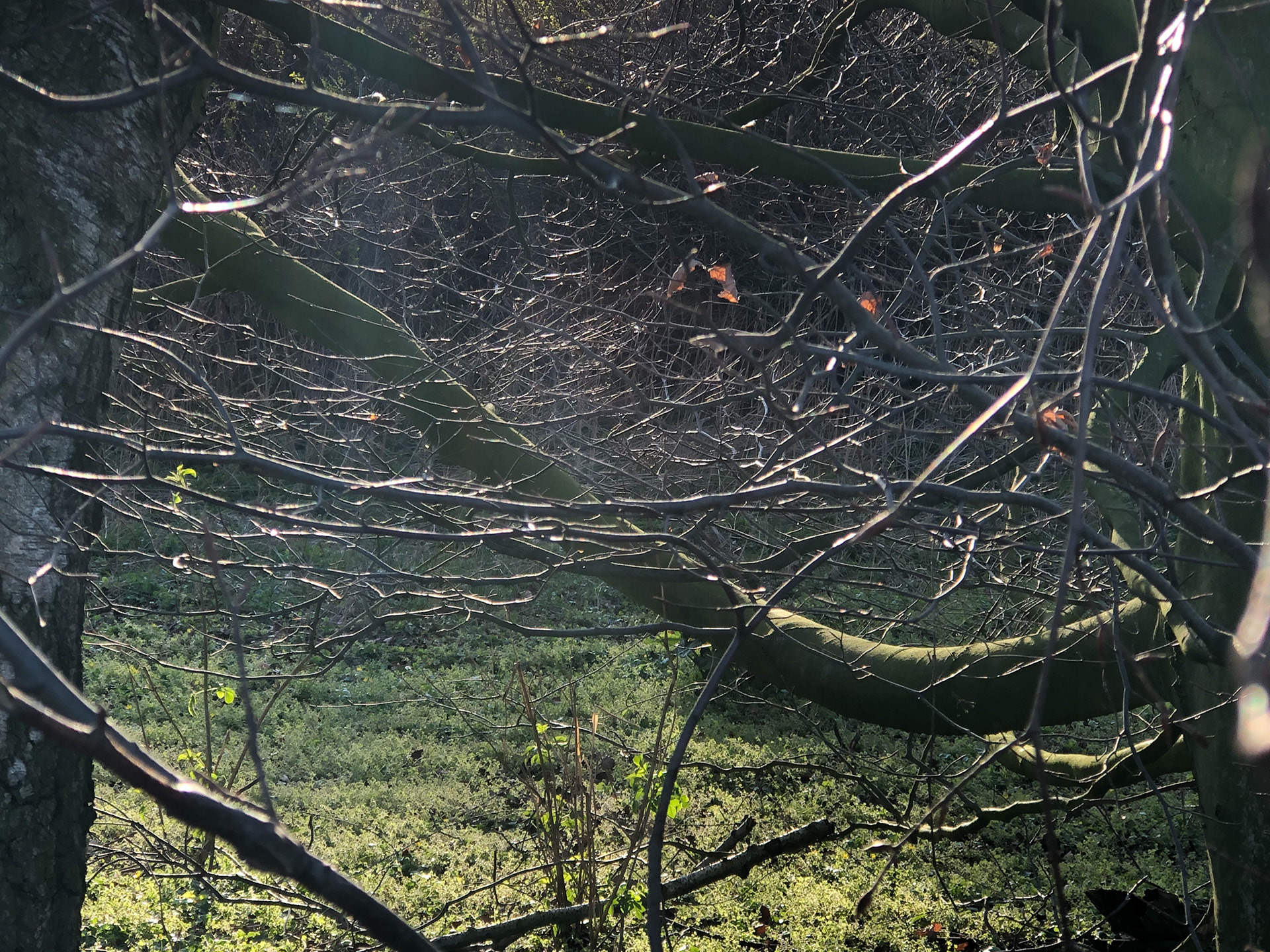 Hammweg - branches of trees and bushes with sunlight shining through