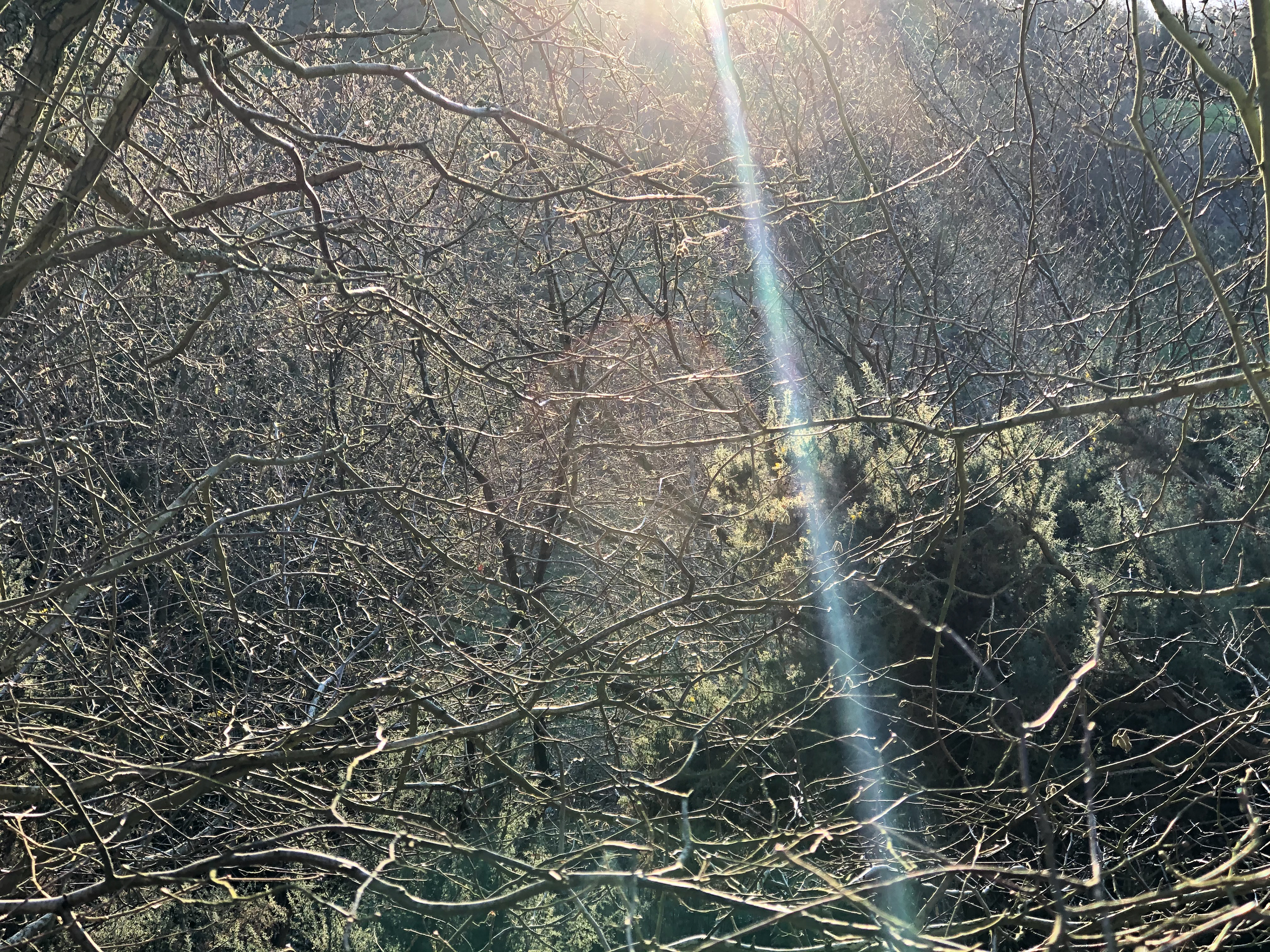 ray of late afternoon sunshine seen through tree branches