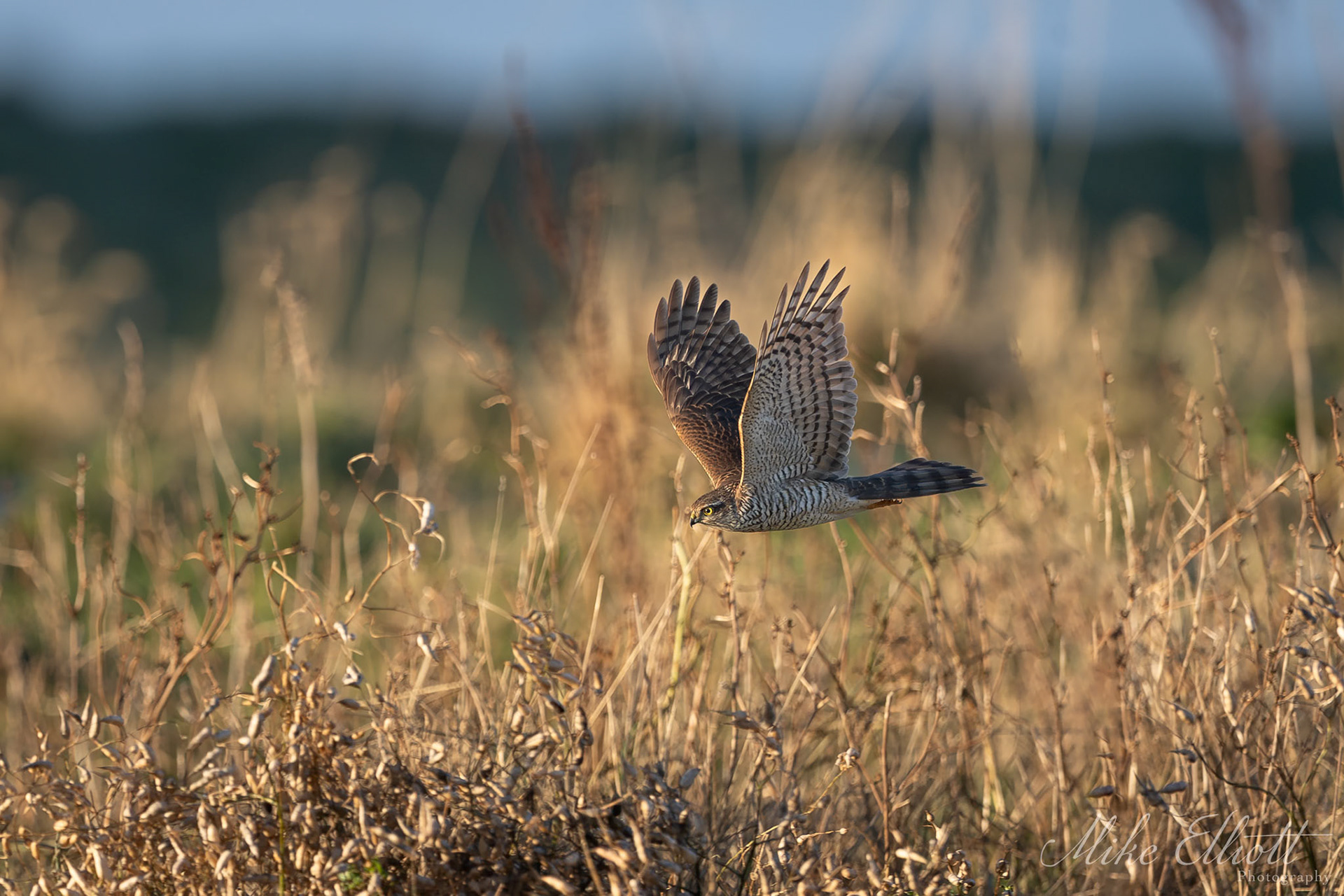 Sparrowhawk flyby