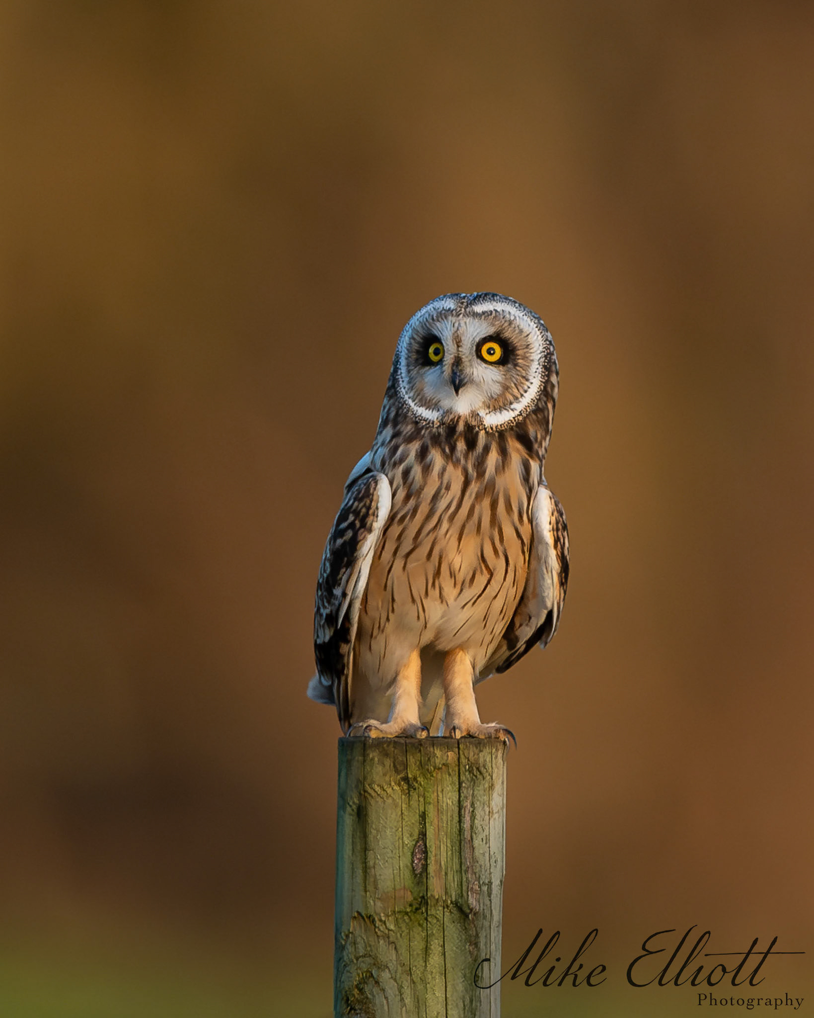 Short eared owl sitting