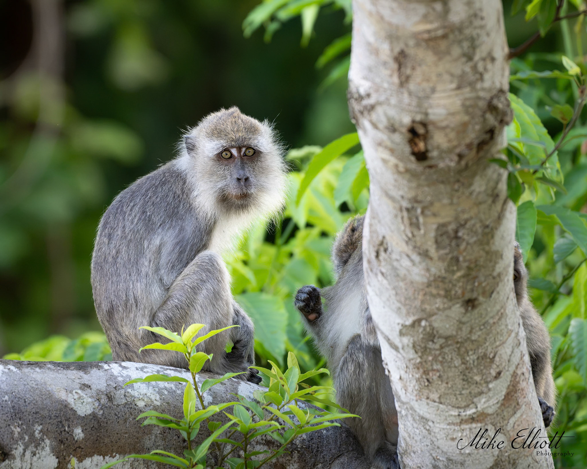 Long tail macaque on a tree