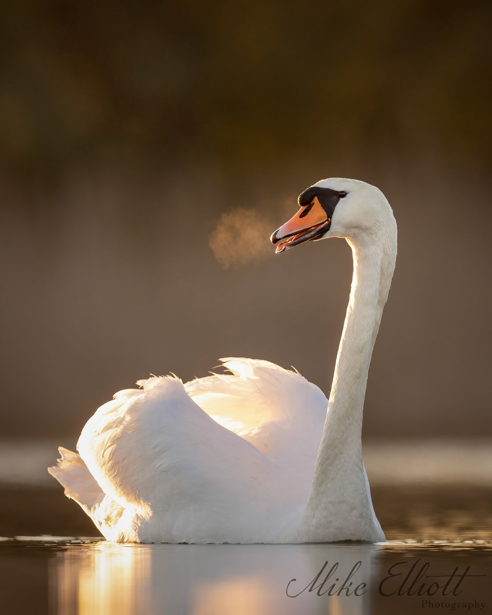 Swan breath