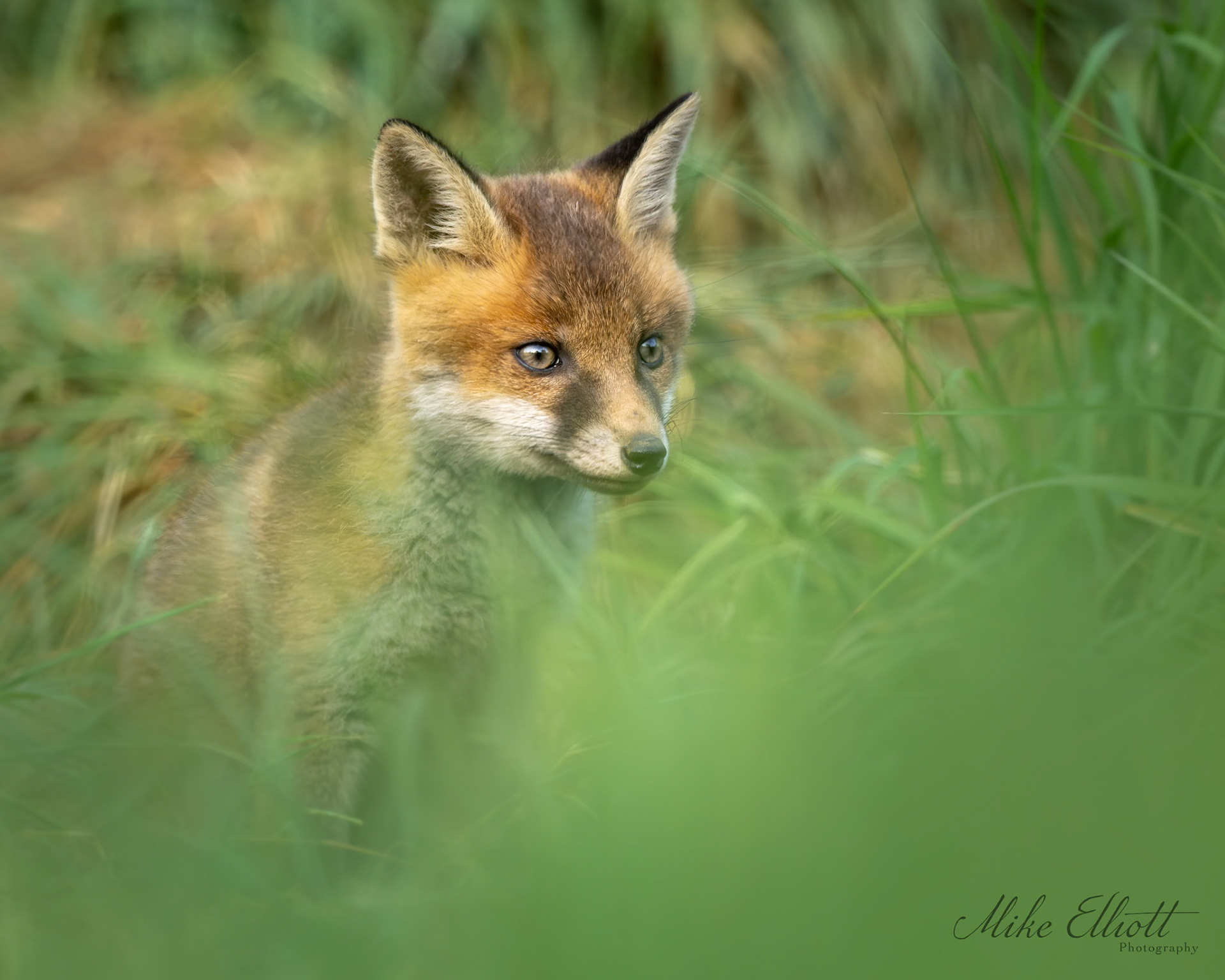 Fox cub in cover