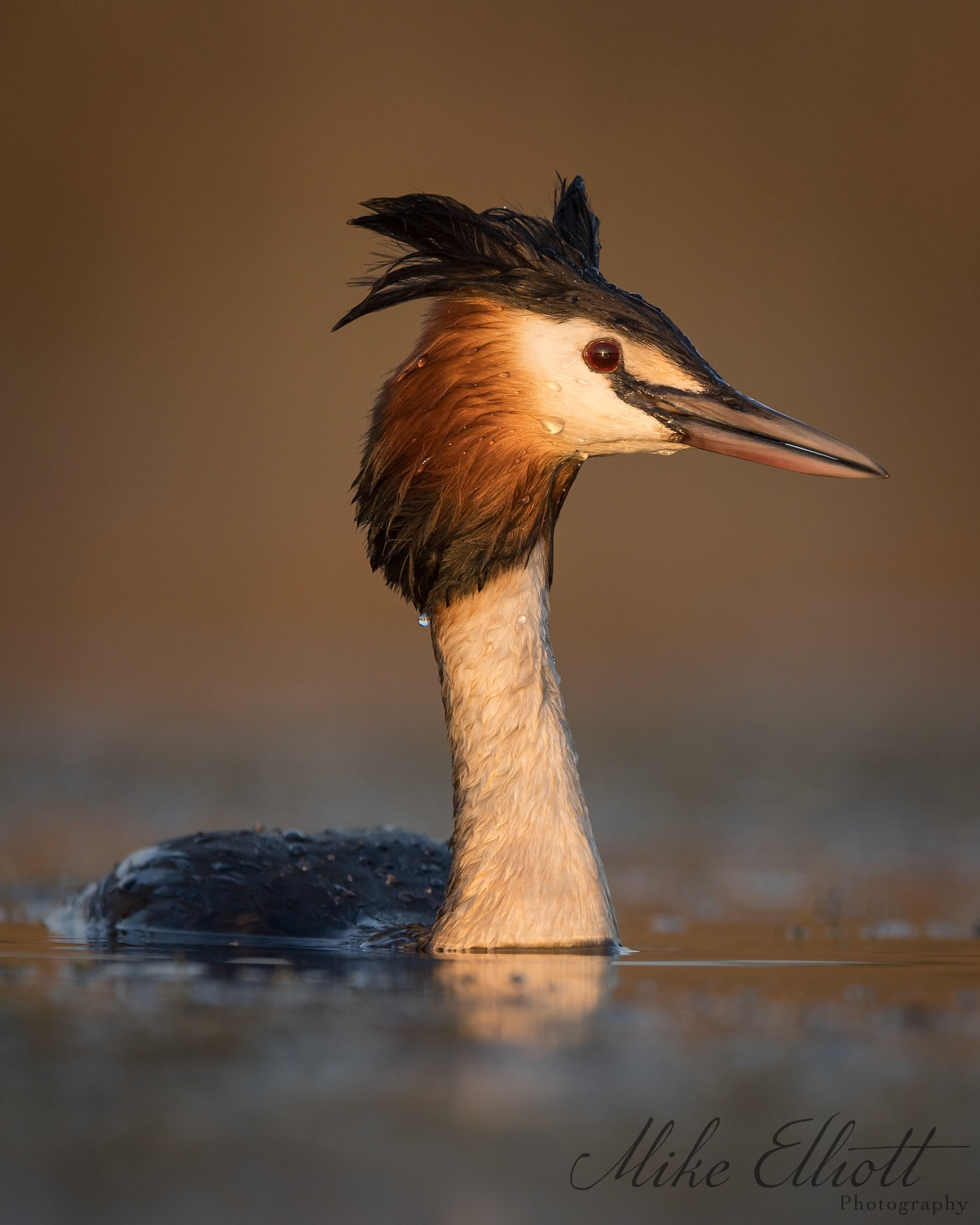 Great crested grebe portrait