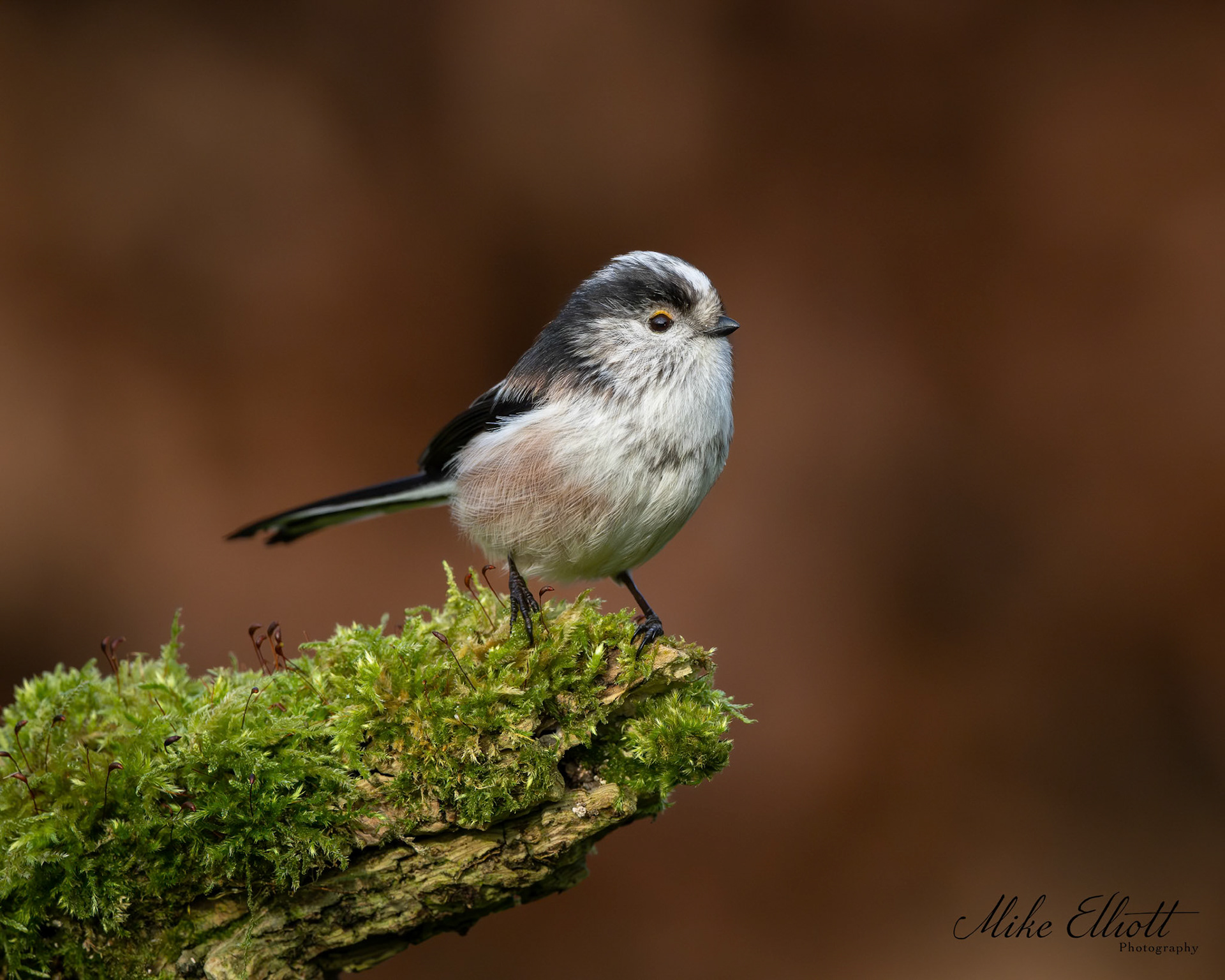 Long tailed tit portrait