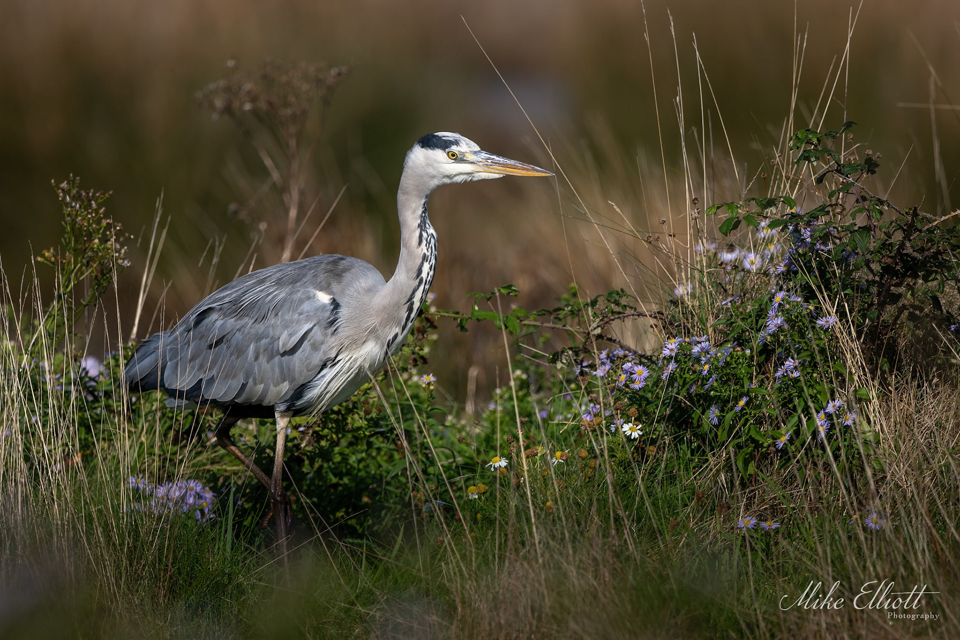Grey heron in the flowers