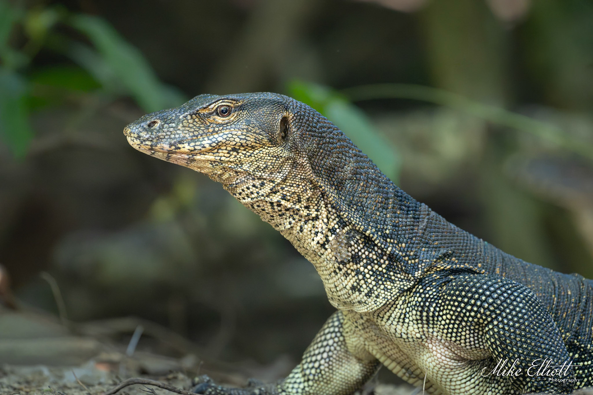 Monitor lizard