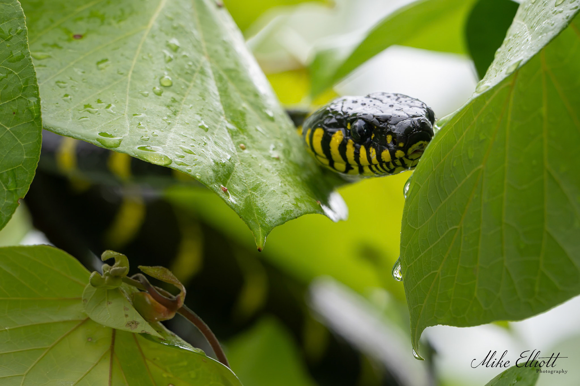 Mangrove cat snake drinking