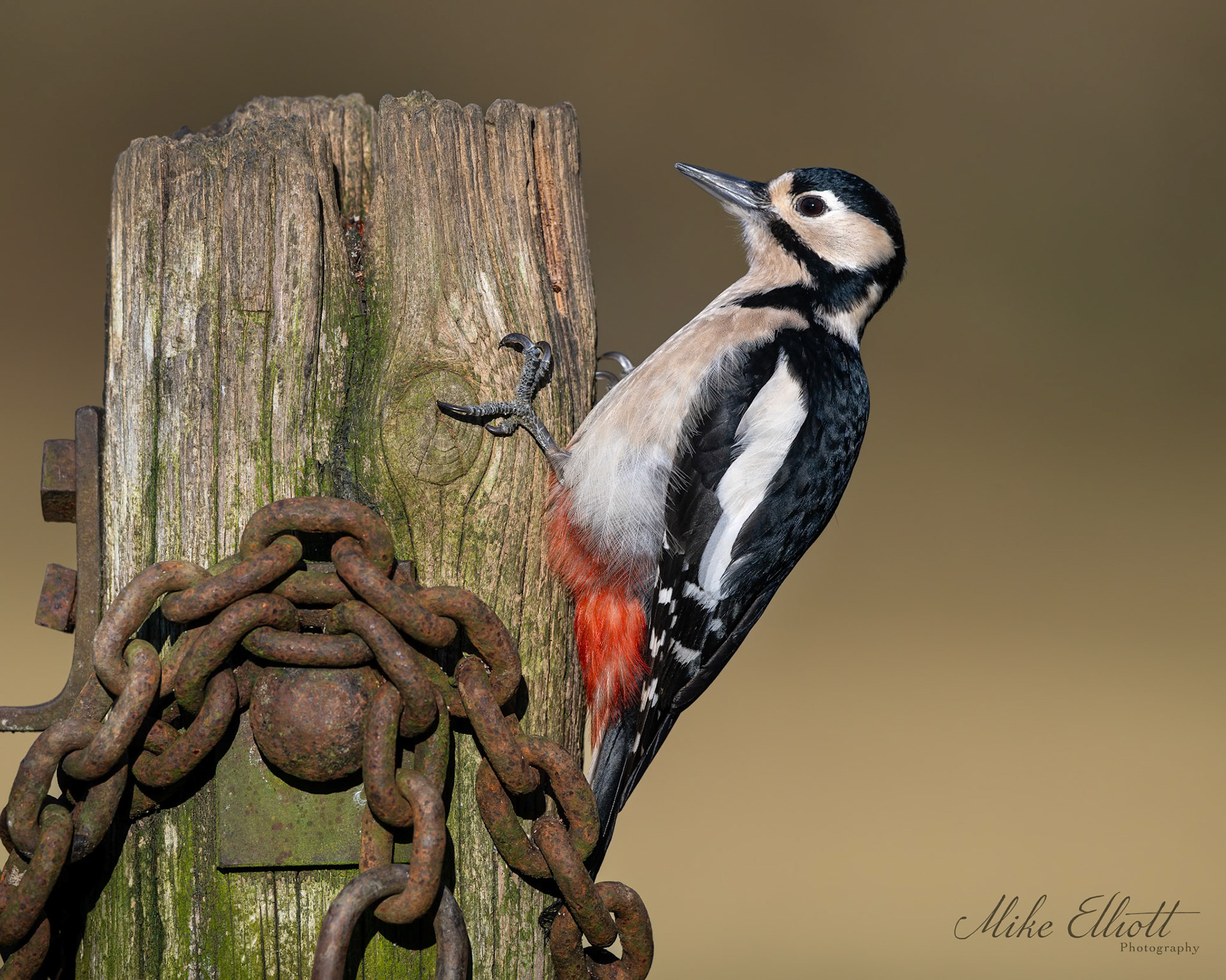 Greater spotted woodpecker on post