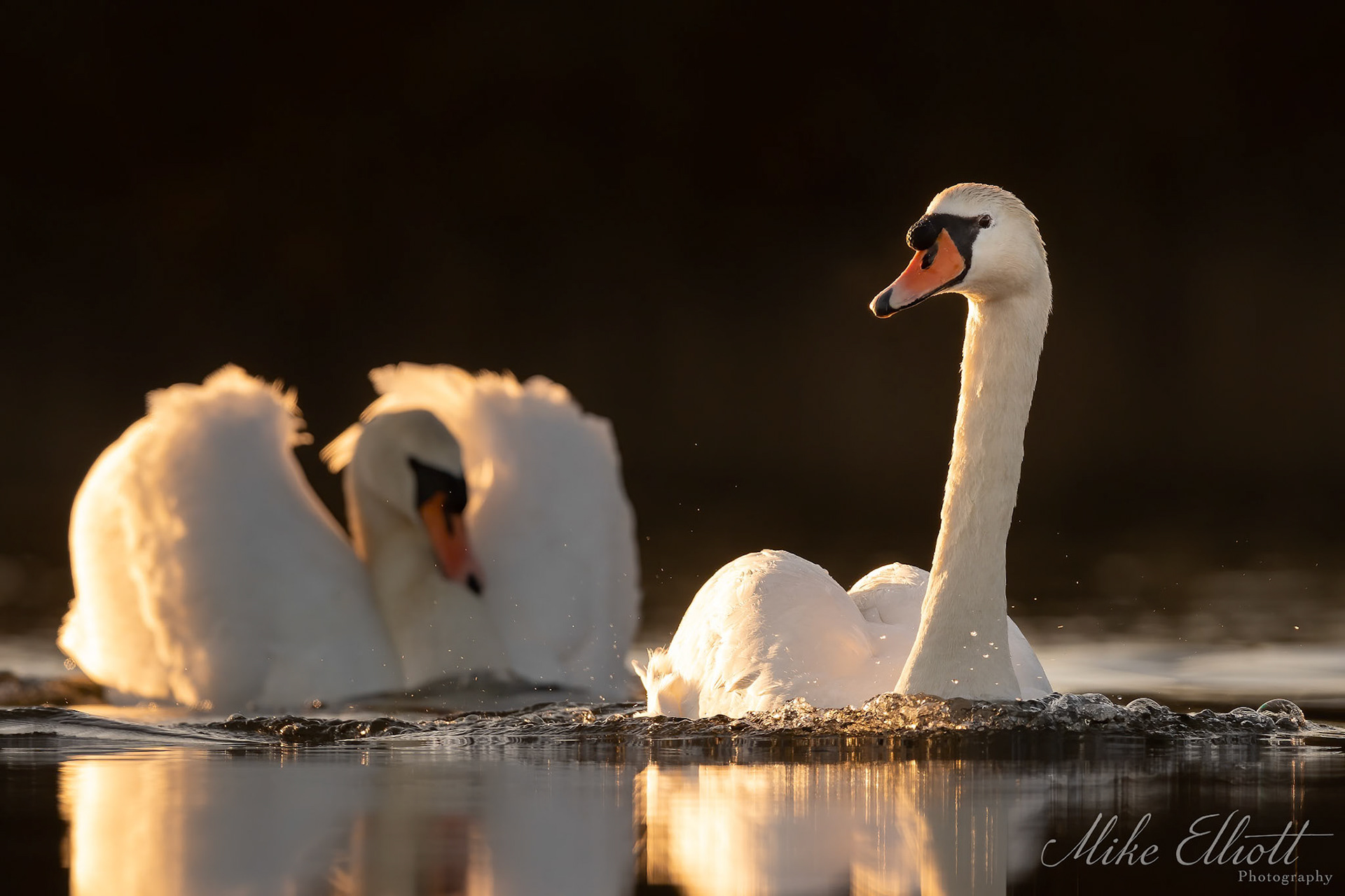 Swan pursuit