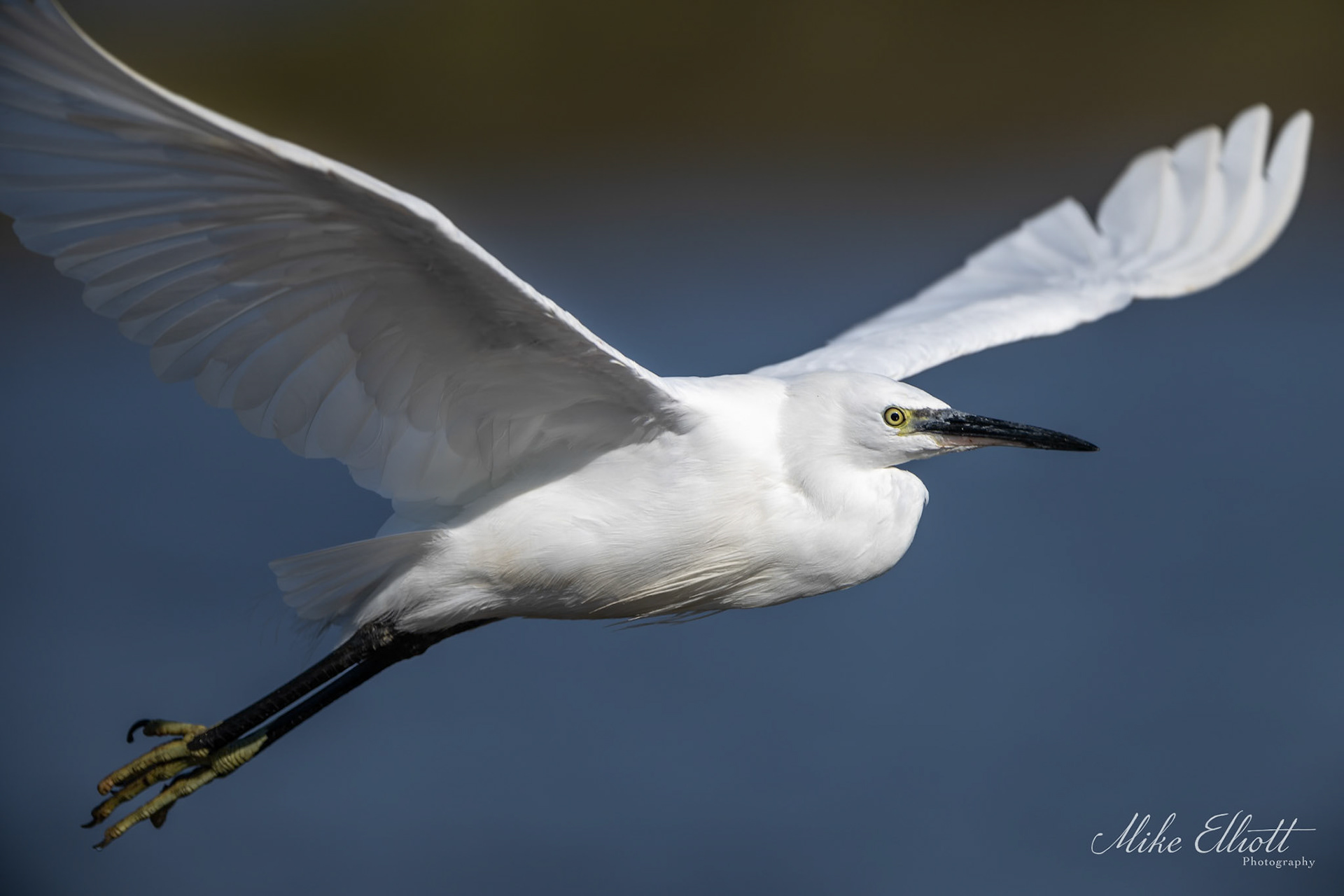 Little egret in flight