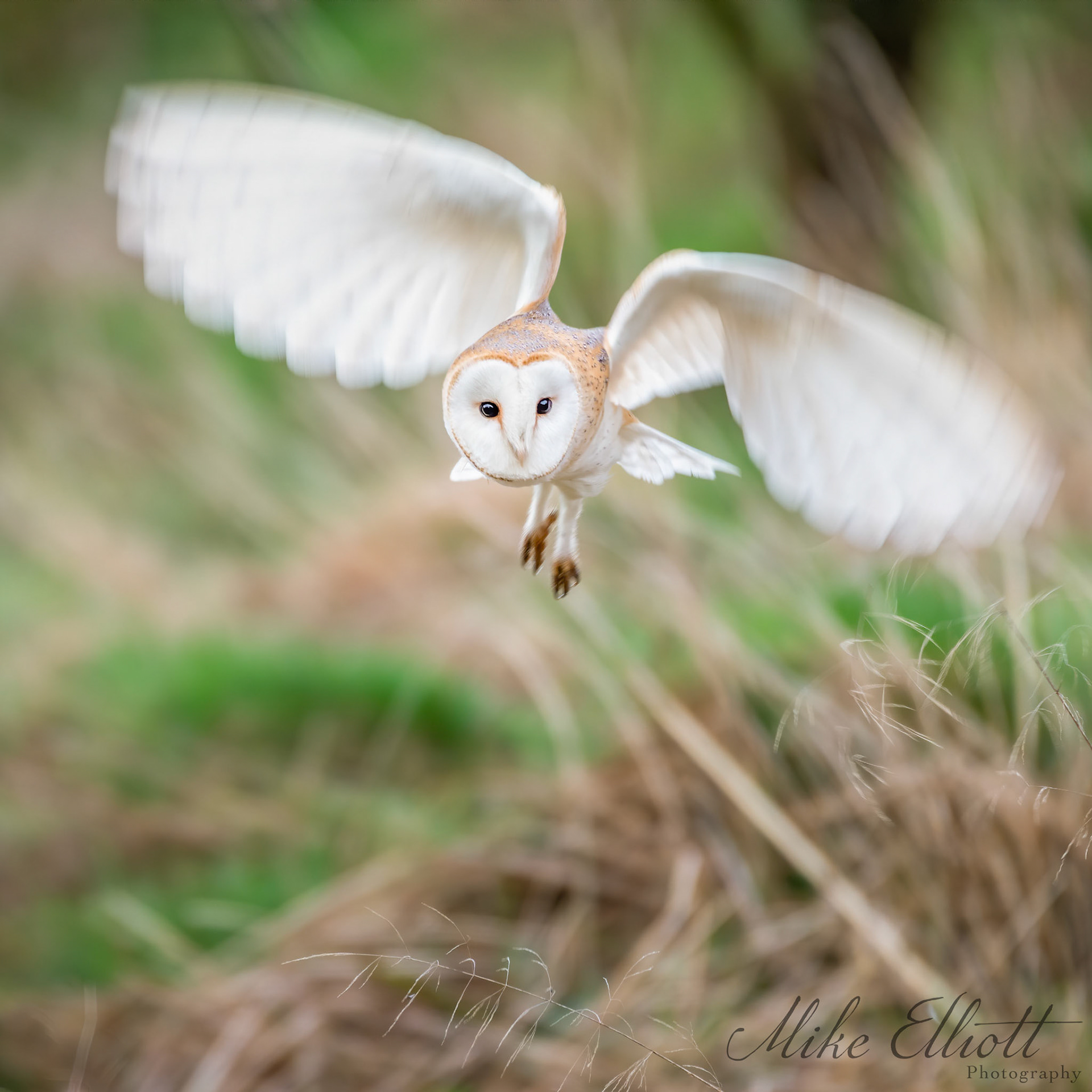 Barn owl  portrait