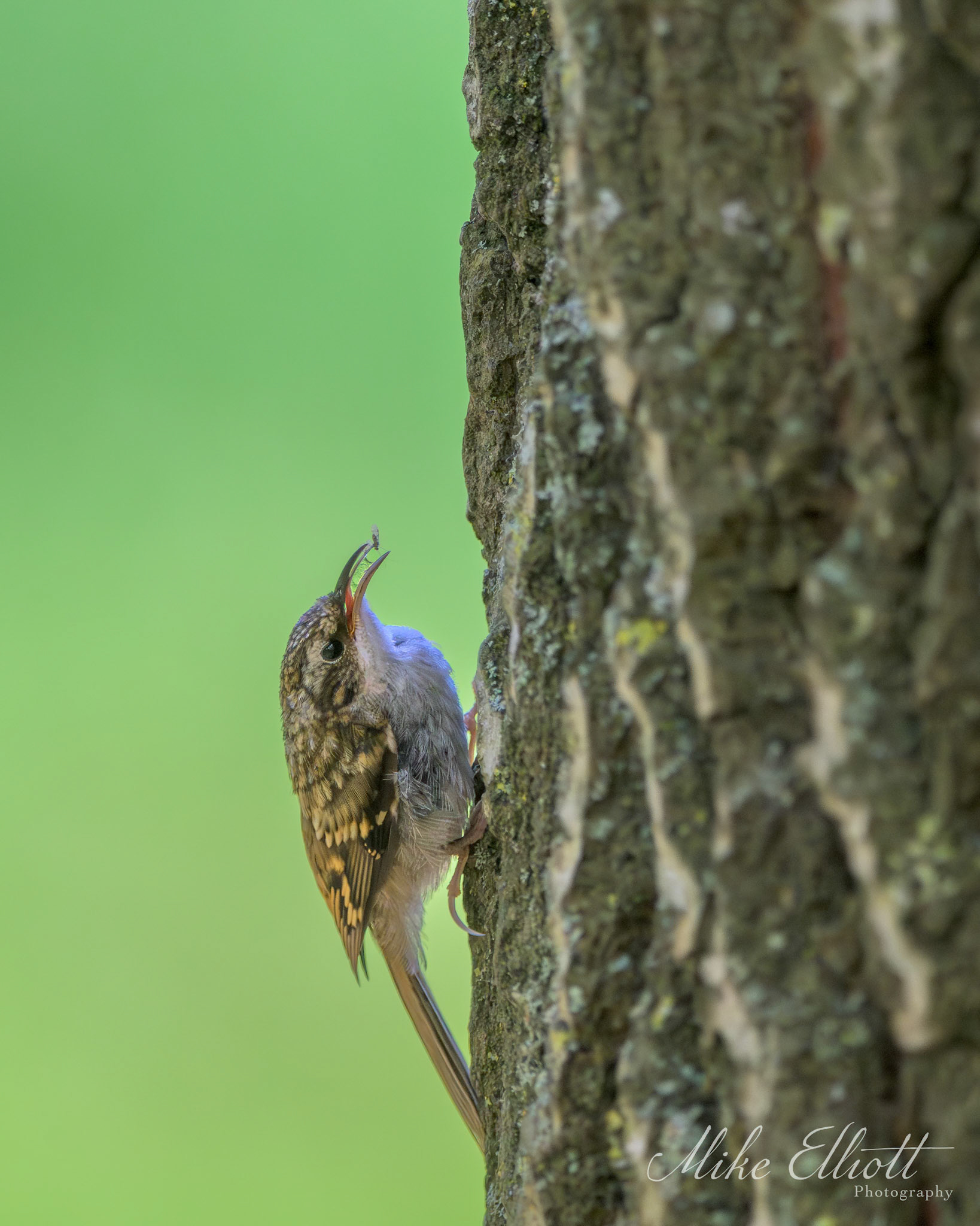 Tree creeper