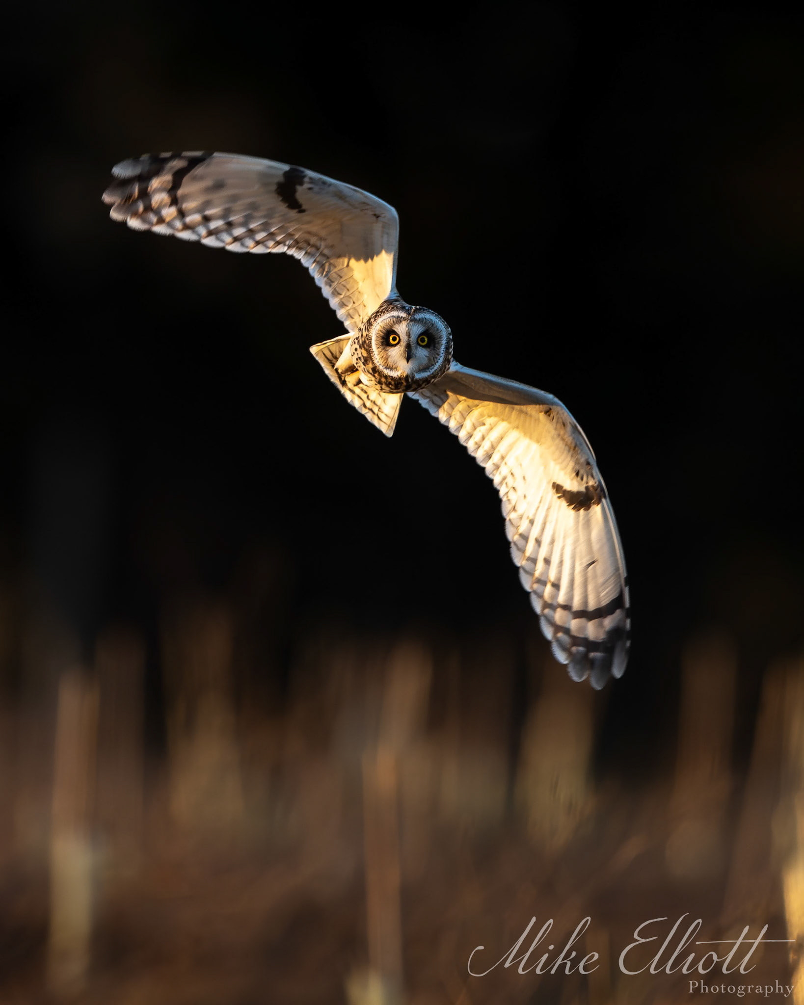 Short eared owl - Spotted