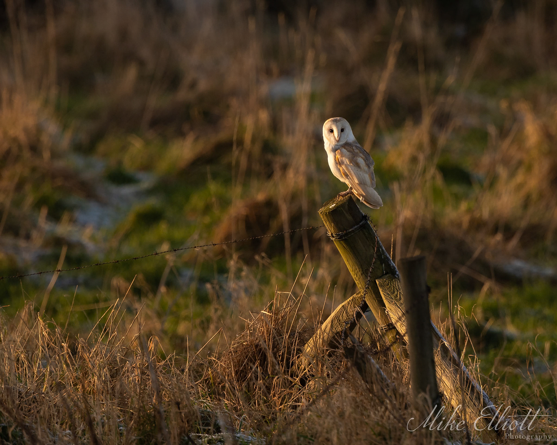 Barn owl in it's environment