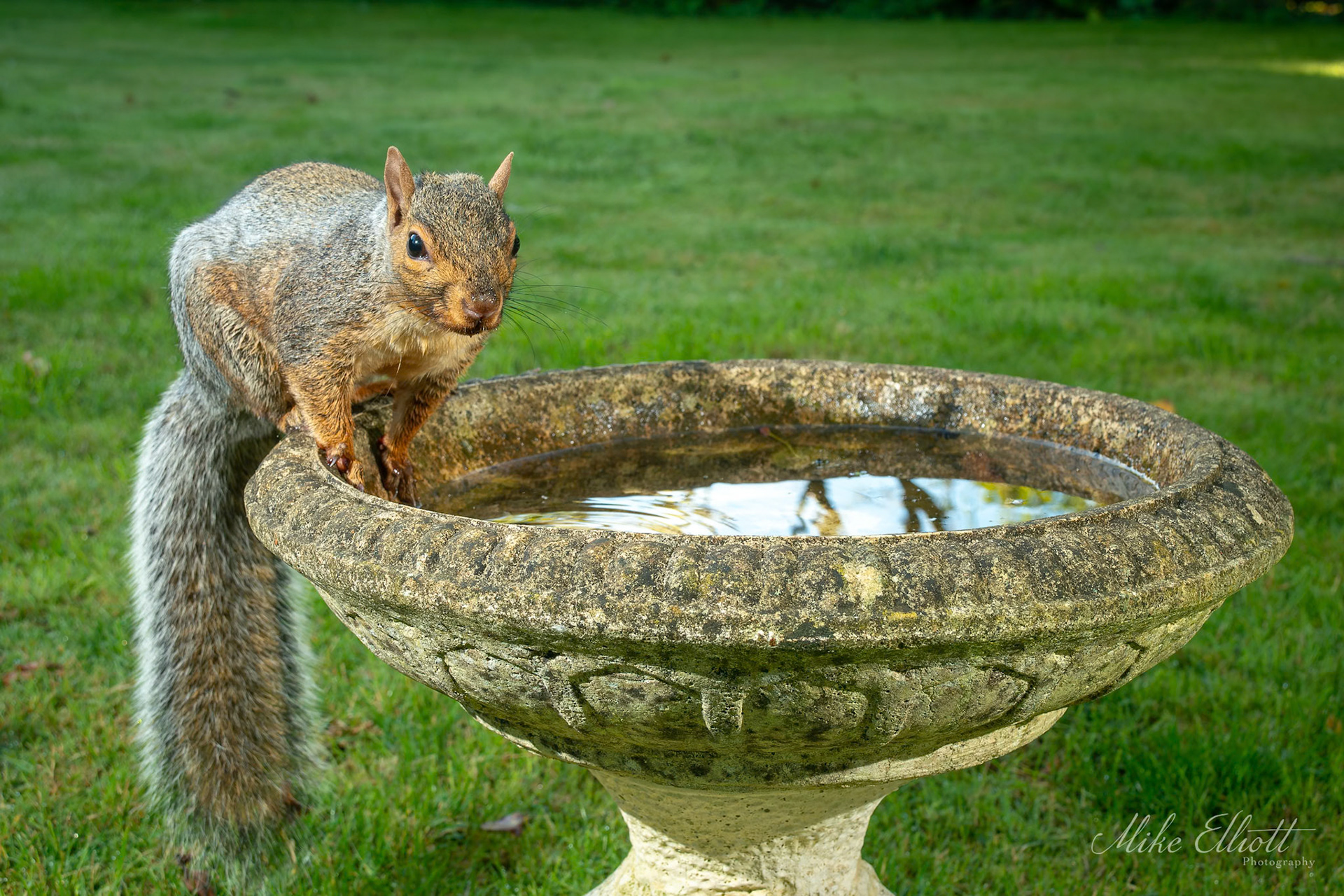 Grey squirrel on bird bath