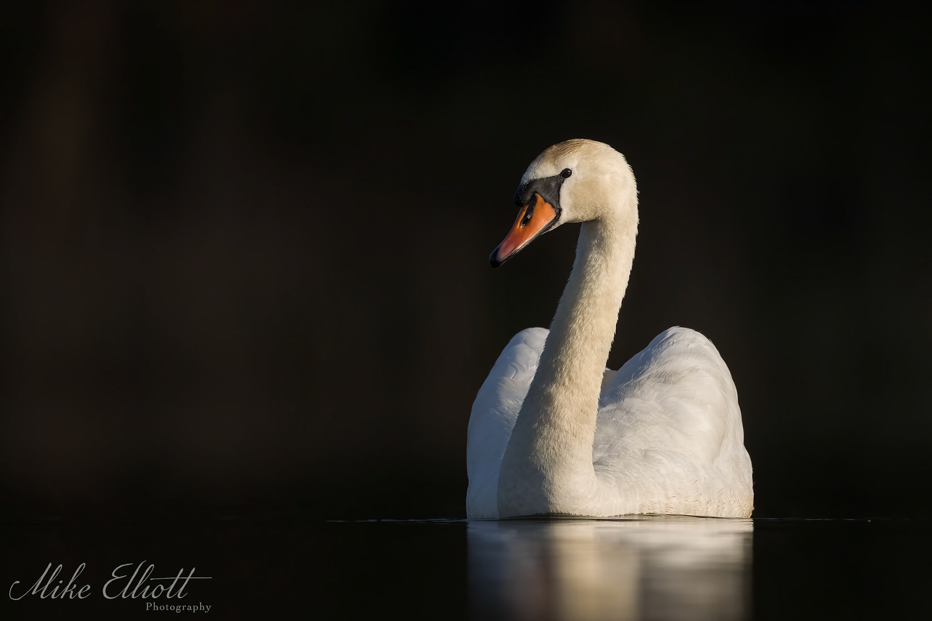 Swan portrait in warm light