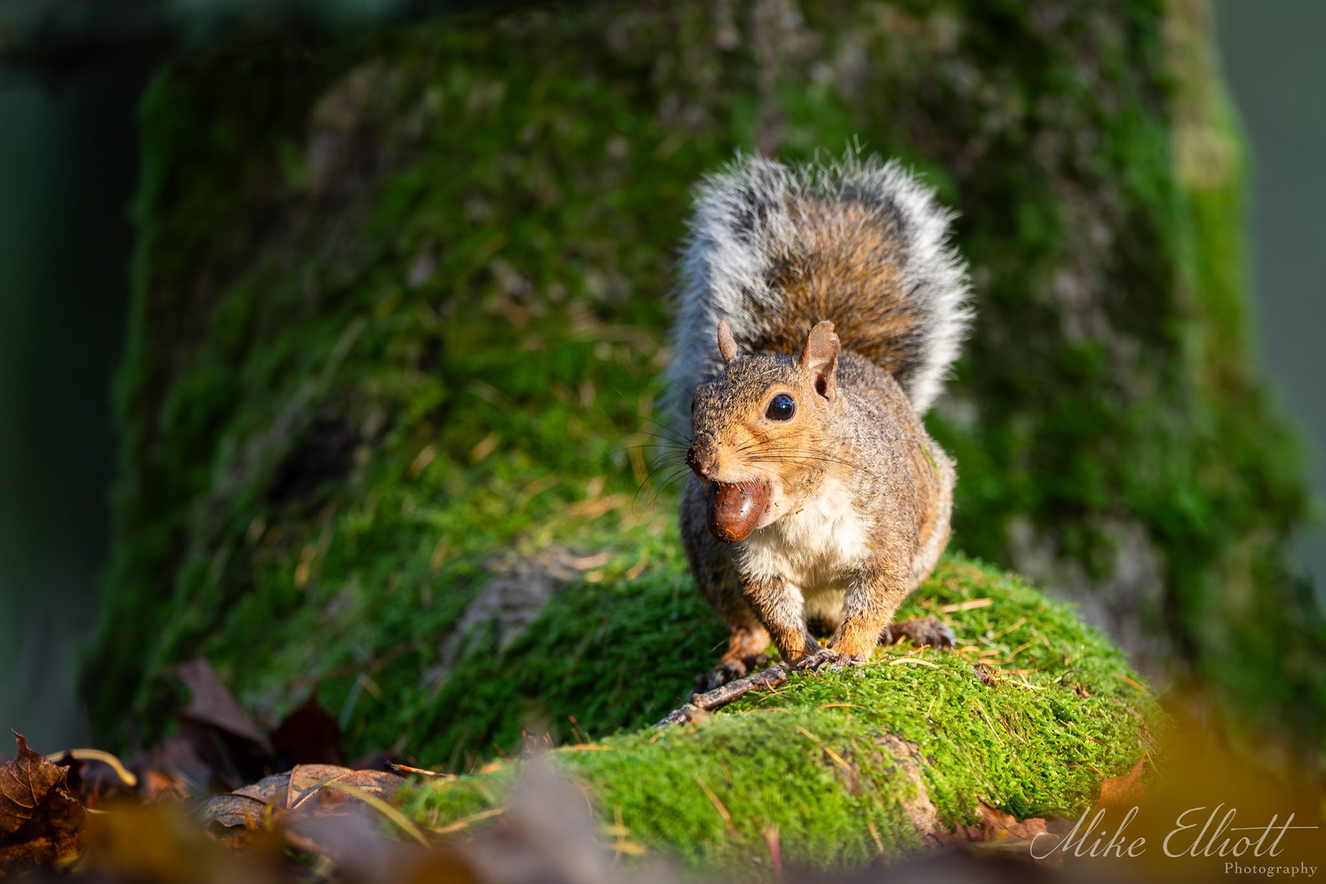 Grey squirrel caching nuts