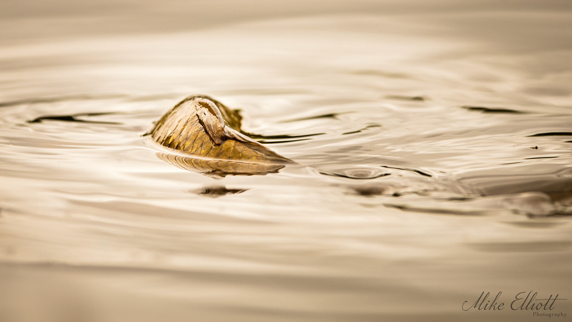 Carp swish