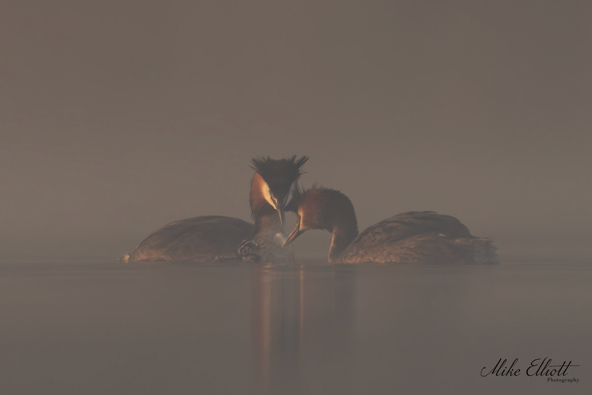 Grebe feeding feather